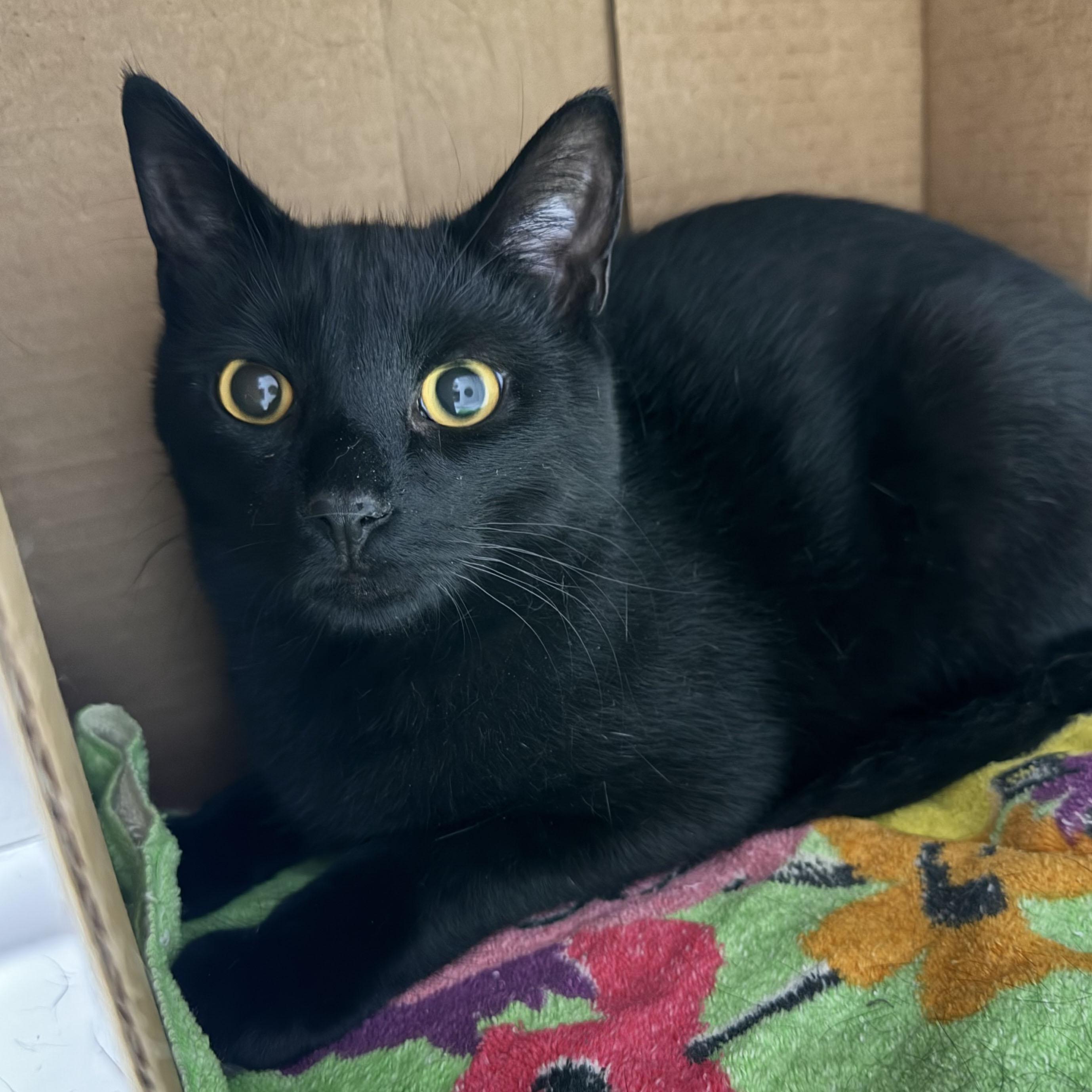 Enlarge Victor - adoption pending, an adopted Domestic Short Hair in Harrisburg, PA image 3/6