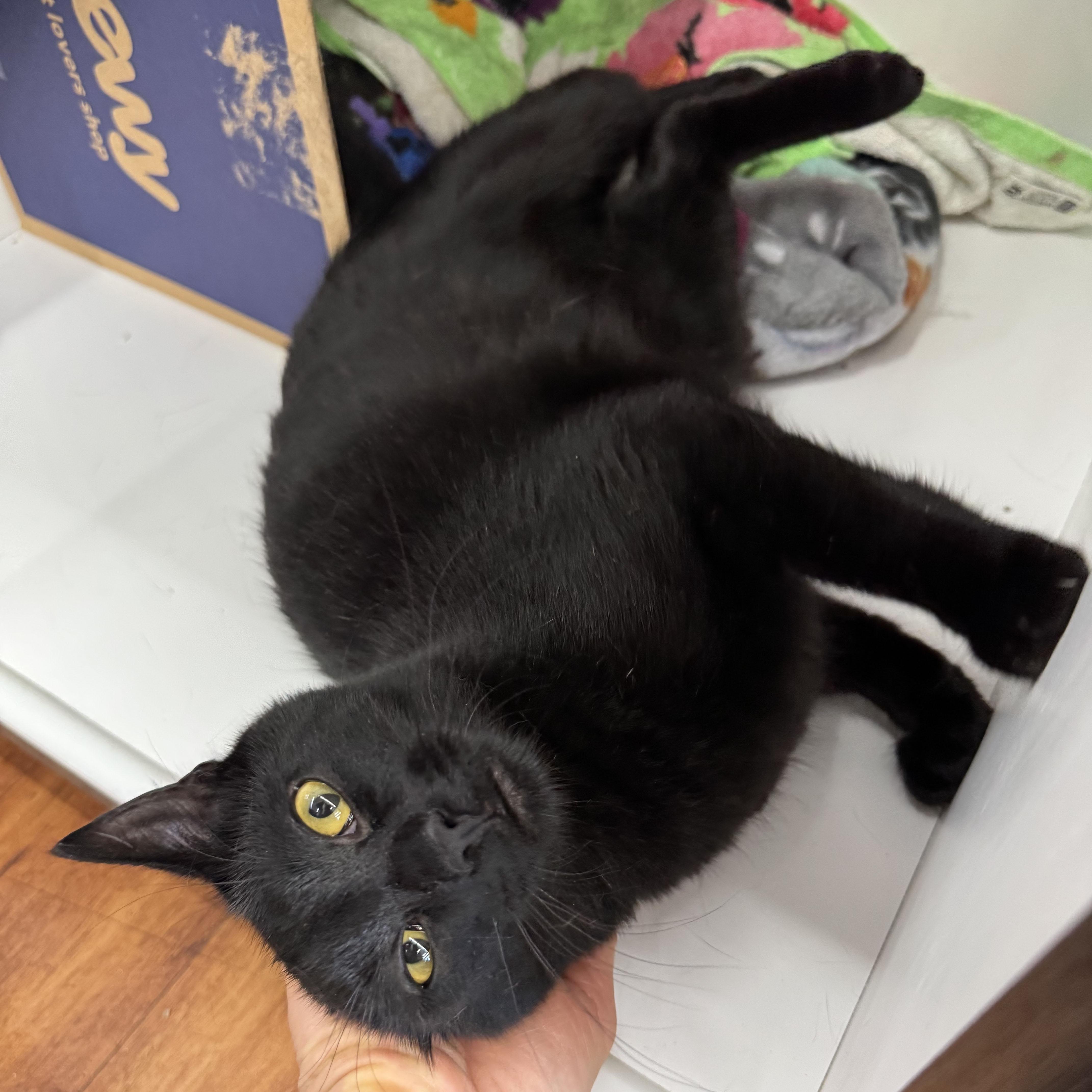Enlarge Victor - adoption pending, an adopted Domestic Short Hair in Harrisburg, PA image 2/6