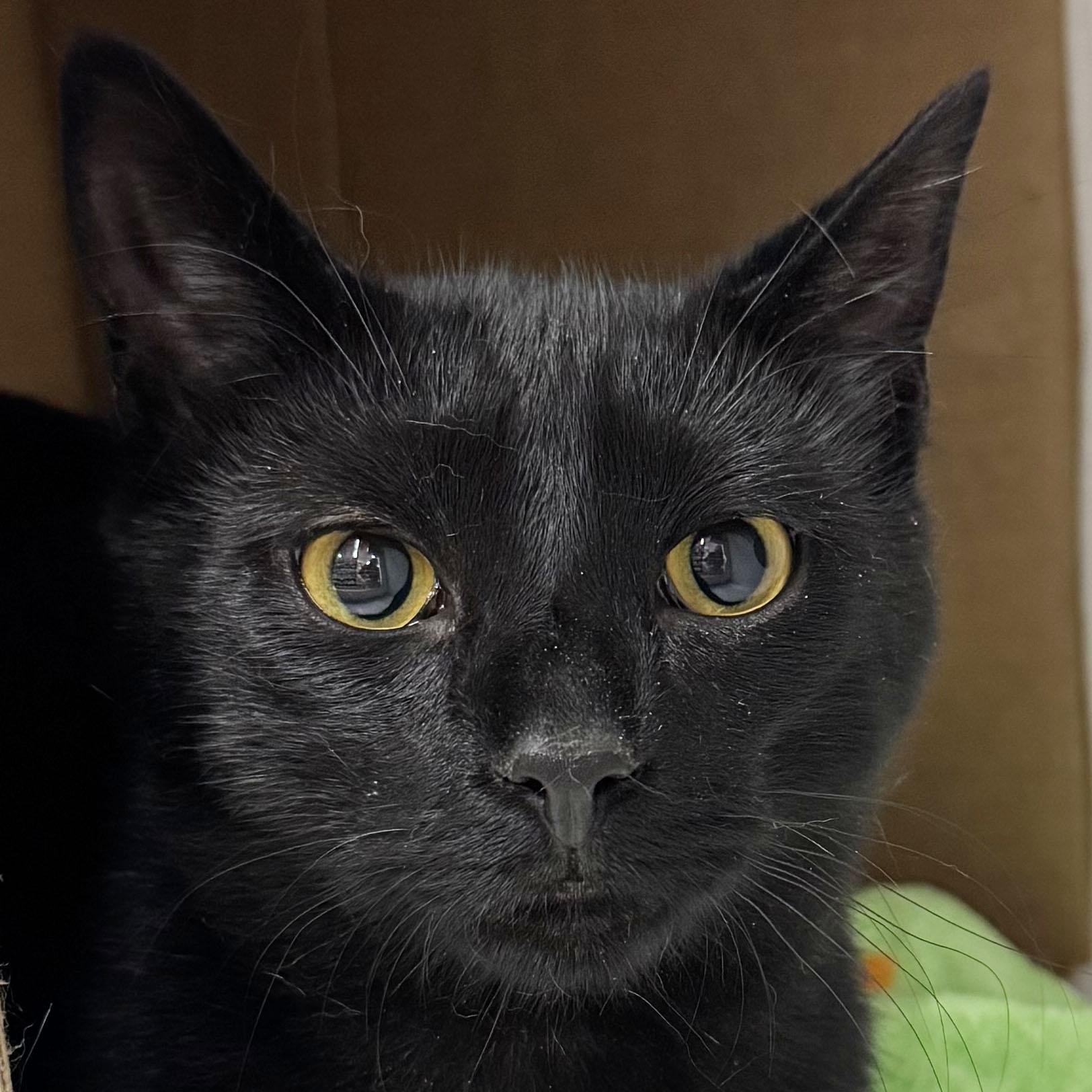 Enlarge Victor - adoption pending, an adopted Domestic Short Hair in Harrisburg, PA image 1/6