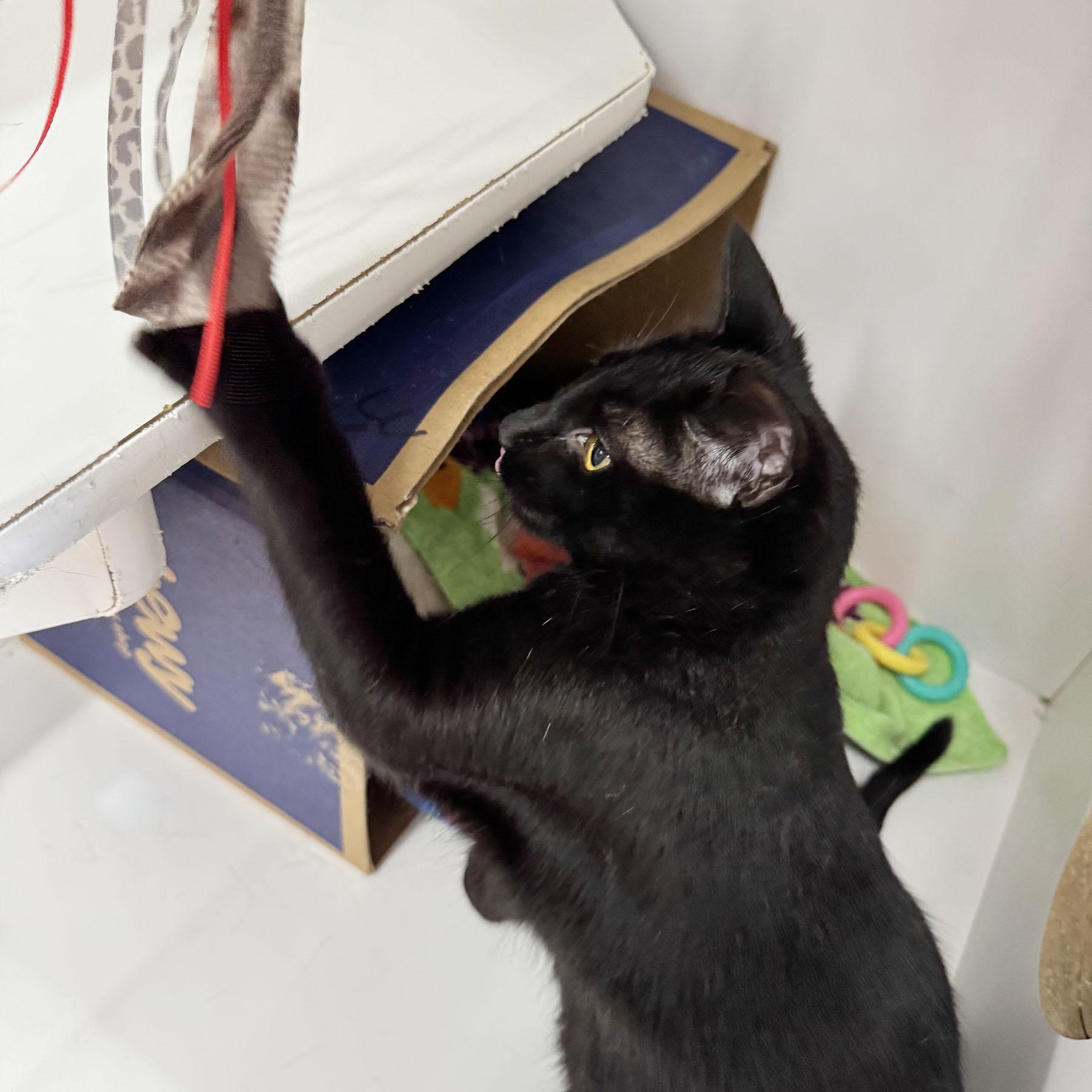 Enlarge Victor - adoption pending, an adopted Domestic Short Hair in Harrisburg, PA image 5/6