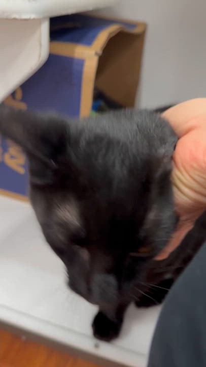 Enlarge Victor - adoption pending, an adopted Domestic Short Hair in Harrisburg, PA video 4/6