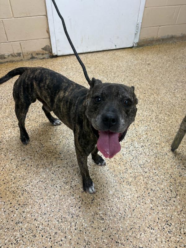 Diesel, Adoptable, Senior Male Mixed Breed.