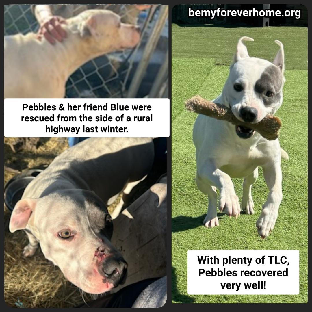 Enlarge Pebbles, an adoptable mixed breed in Plano, TX image 5/6