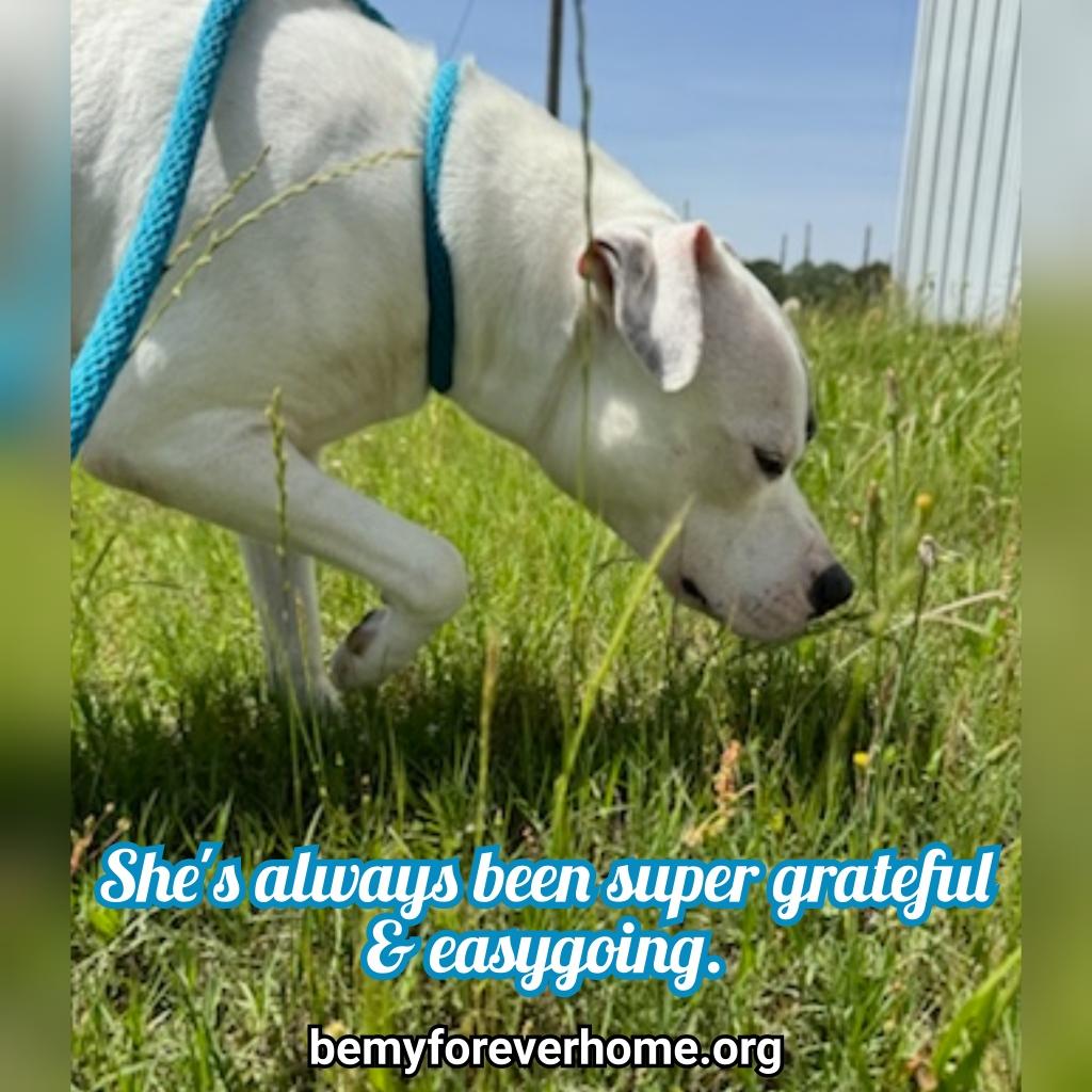 Enlarge Pebbles, an adoptable mixed breed in Plano, TX image 6/6