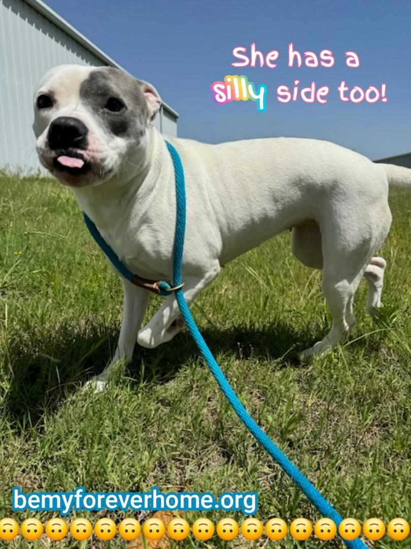 Pebbles, adoptable, Adult Female Pit Bull Terrier.