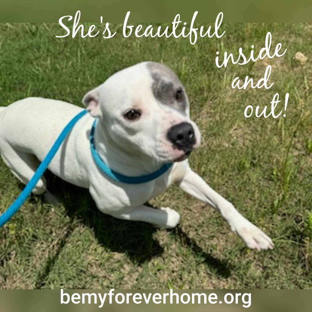 Enlarge Pebbles, an adoptable mixed breed in Plano, TX image 4/6