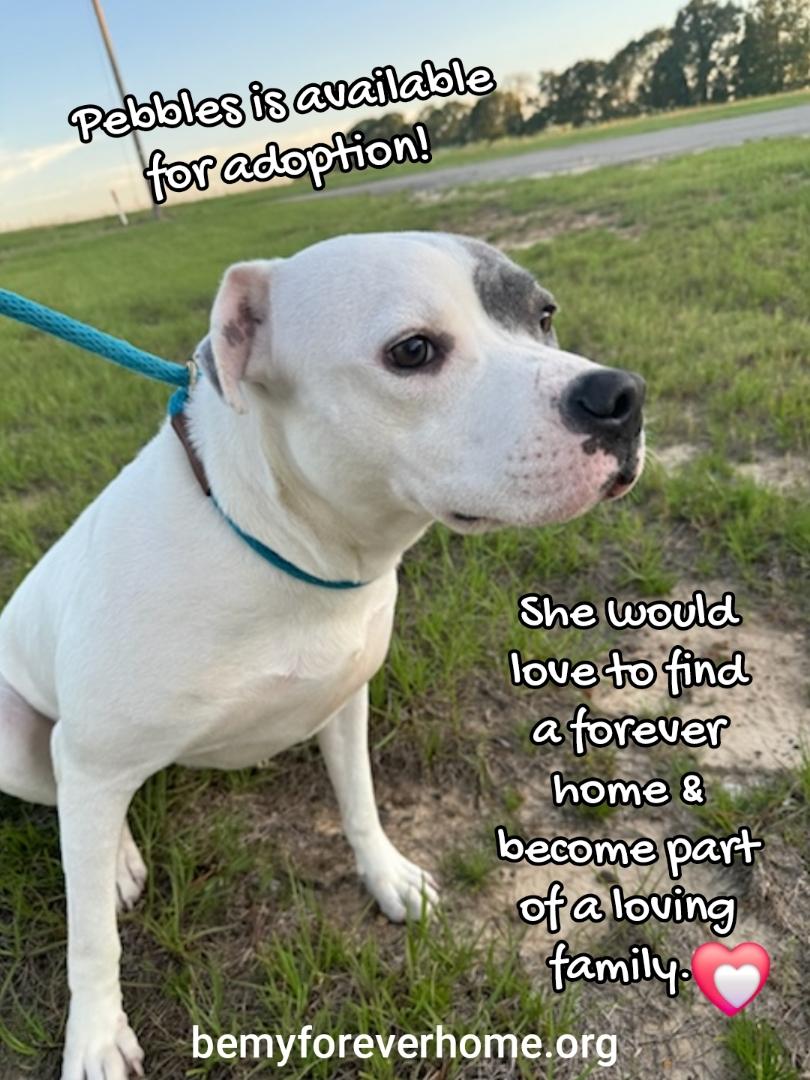 Pebbles, adoptable, Adult Female Pit Bull Terrier.