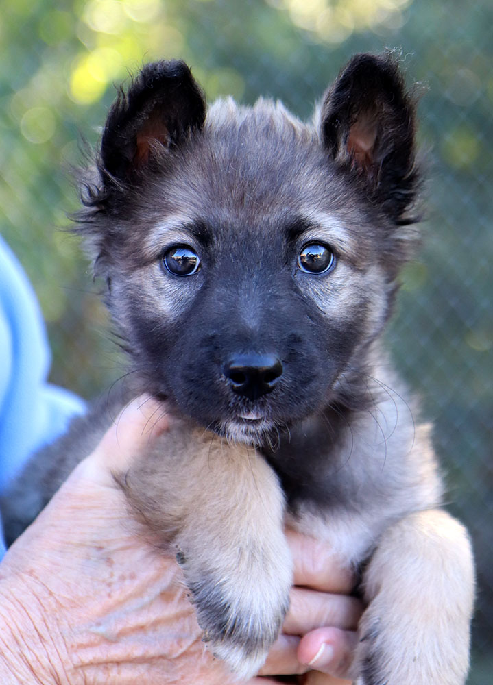 Dog for adoption Canine (AO32417), a German Shepherd Dog Mix in