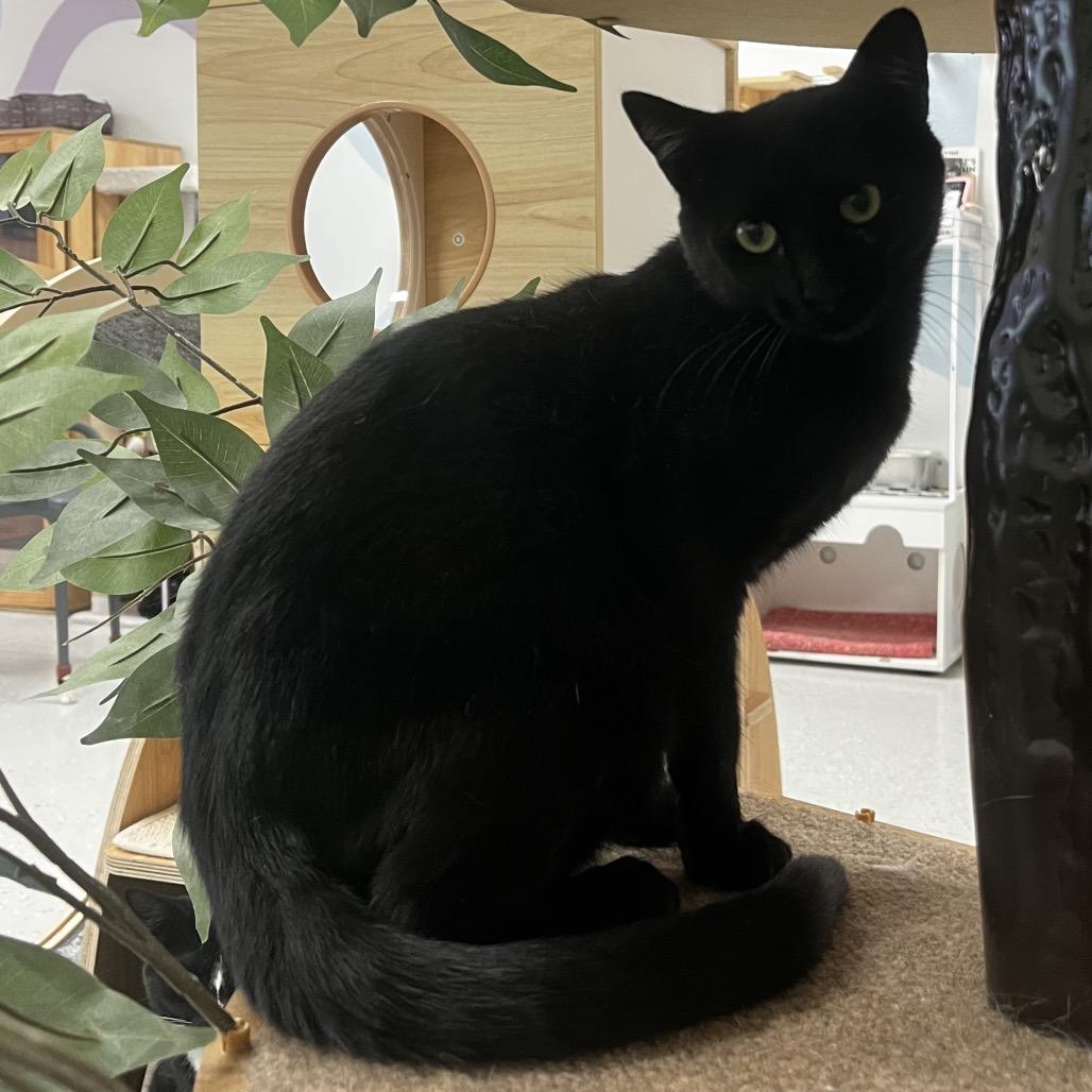 Calvin, Adoptable, Young Male Domestic Short Hair.