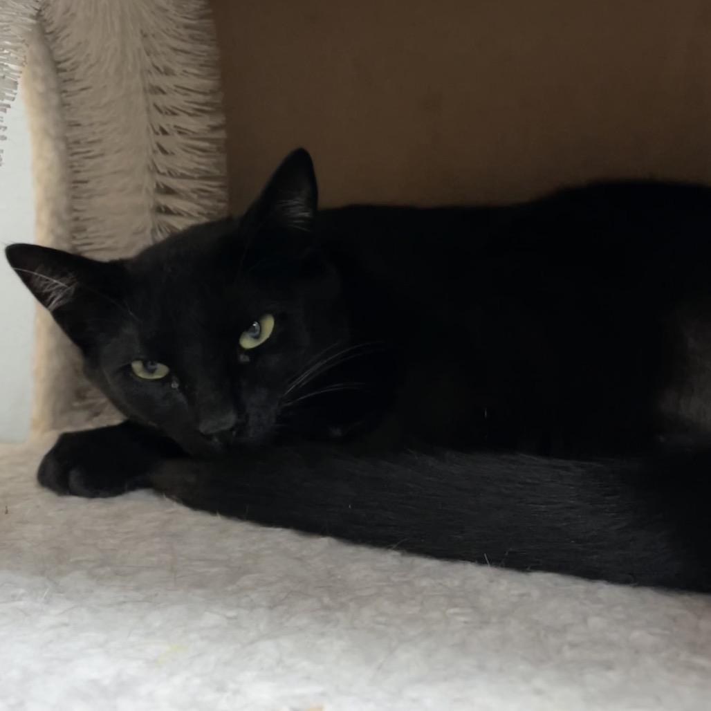 Enlarge Calvin, a Adoptable Domestic Short Hair in Yucca Valley, CA image 1/2