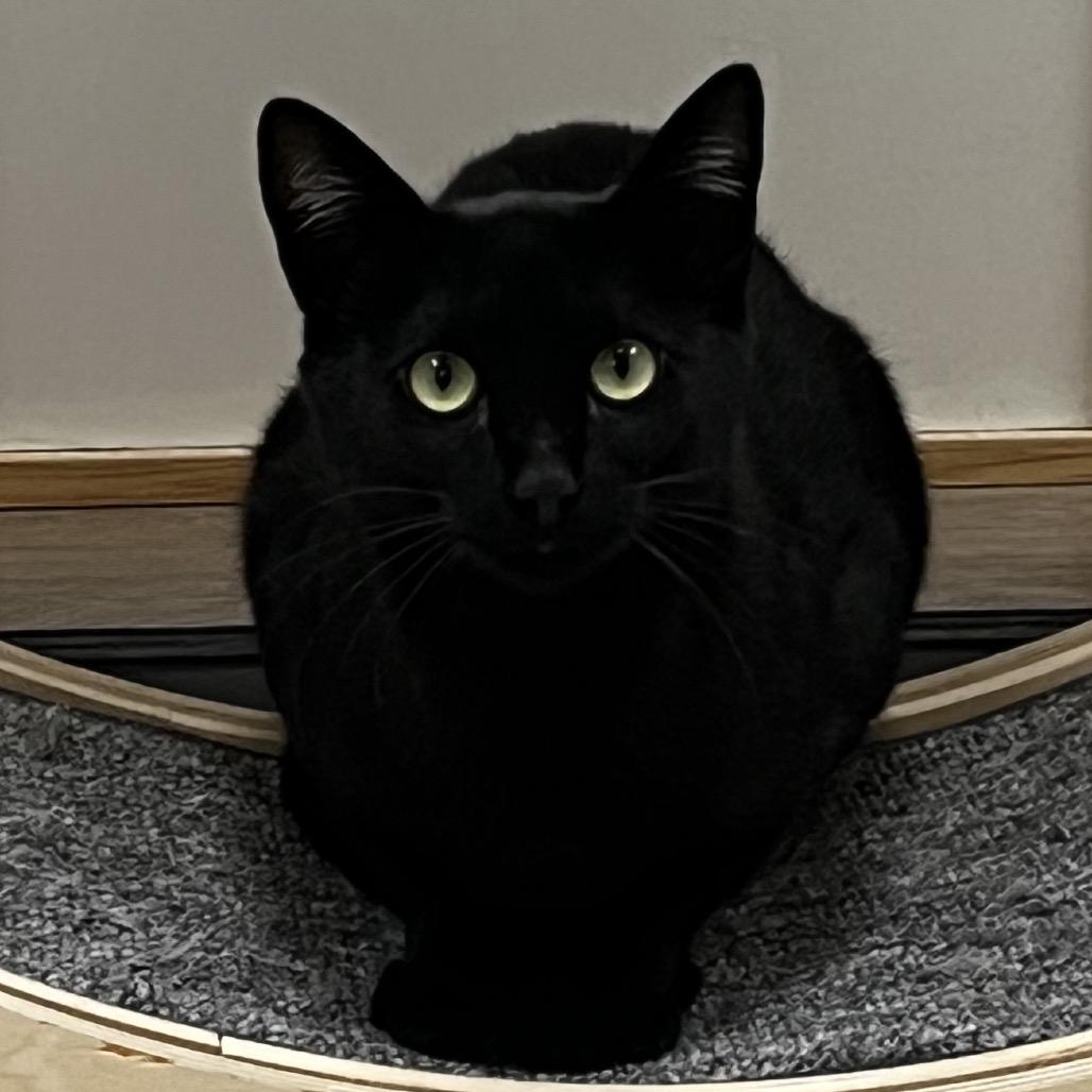 Calvin, a Adoptable Domestic Short Hair in Yucca Valley, CA image 3/5