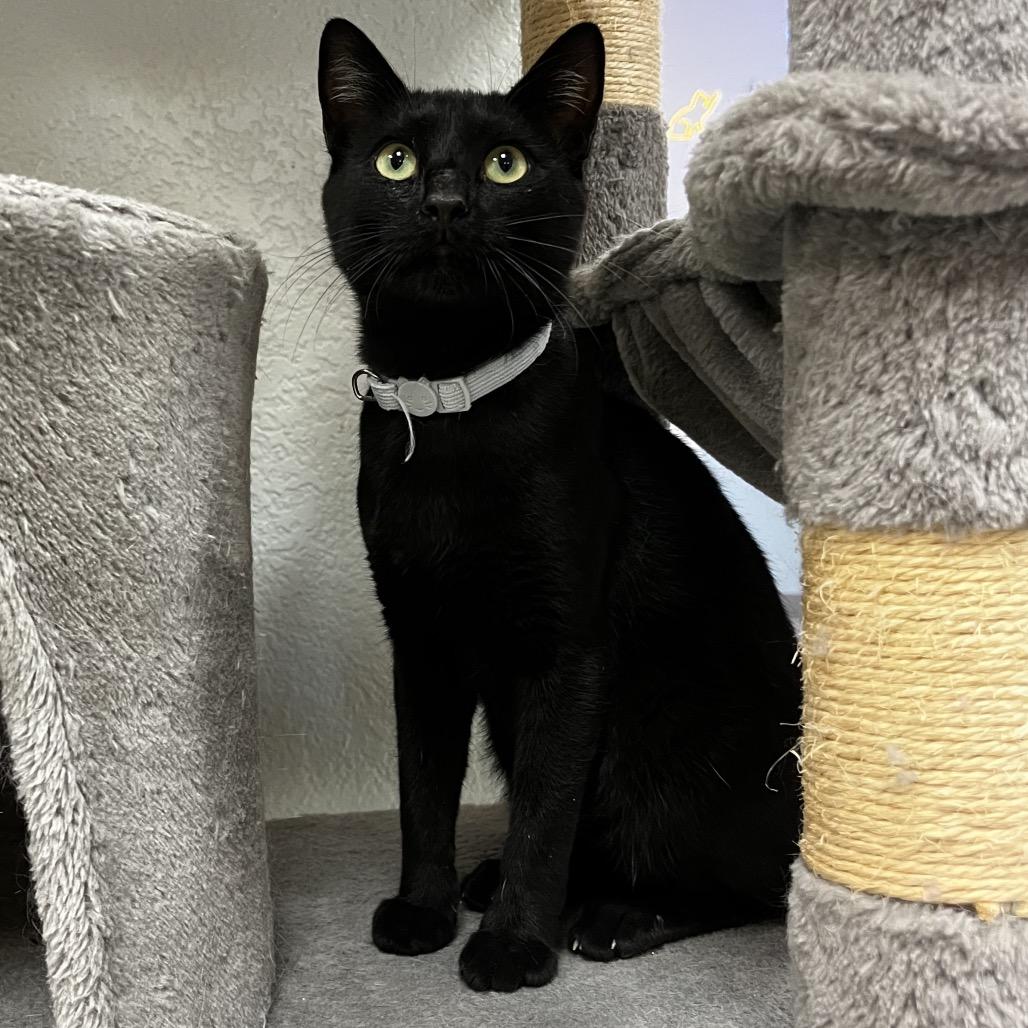 Calvin, a Adoptable Domestic Short Hair in Yucca Valley, CA image 4/5