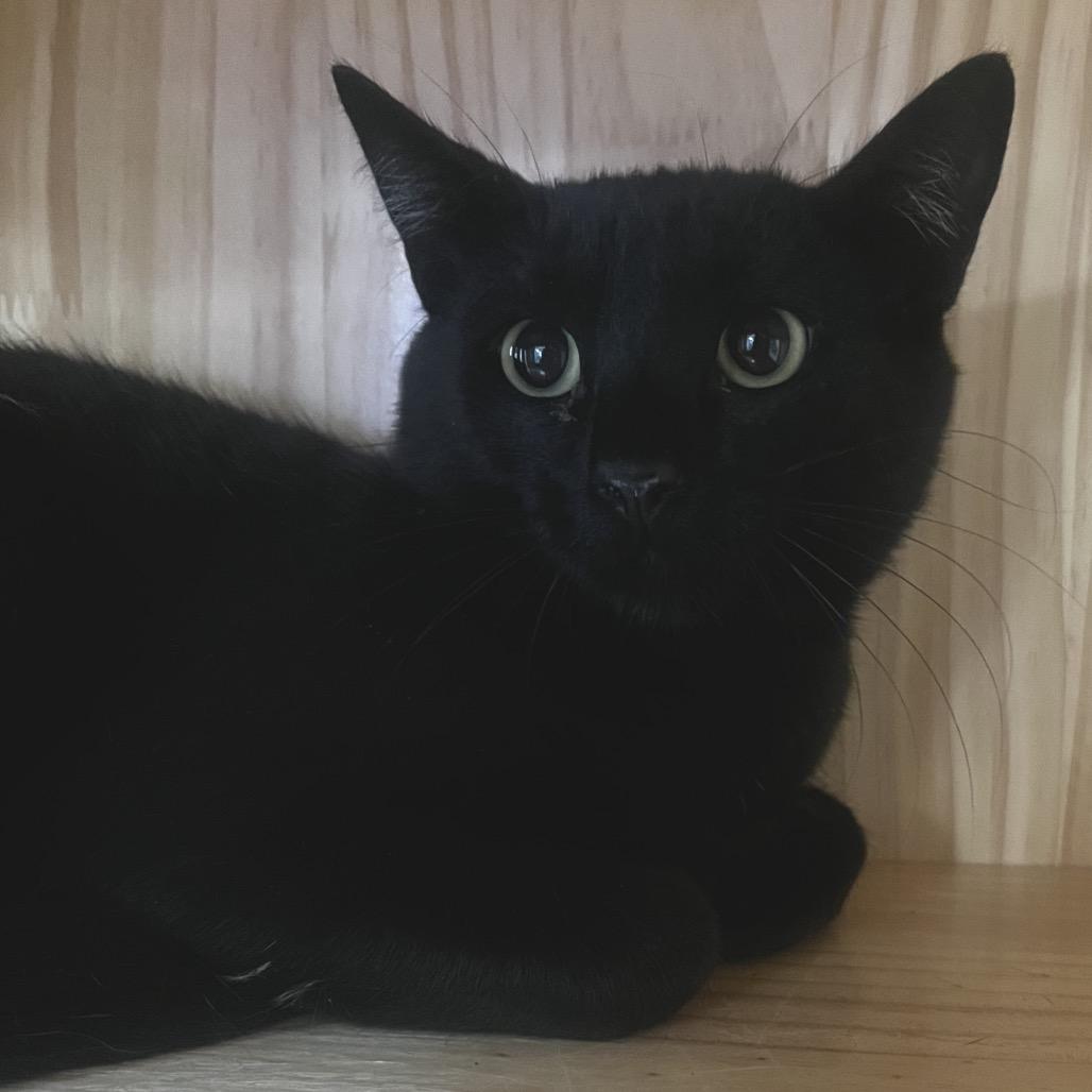 Enlarge Calvin, a Adoptable Domestic Short Hair in Yucca Valley, CA image 2/2