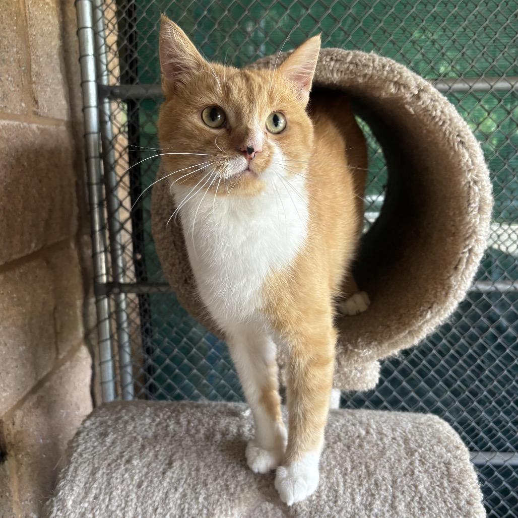 Enlarge Jasper, a Adoptable Domestic Short Hair in Waynesburg, PA image 2/6