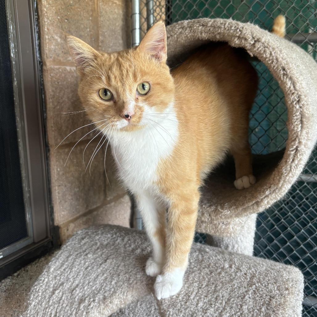 Enlarge Jasper, a Adoptable Domestic Short Hair in Waynesburg, PA image 4/6