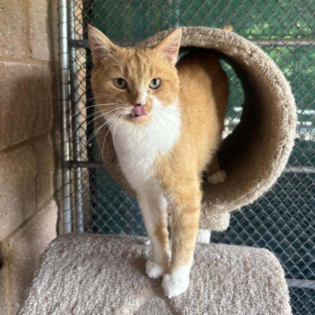 Enlarge Jasper, a Adoptable Domestic Short Hair in Waynesburg, PA image 5/6