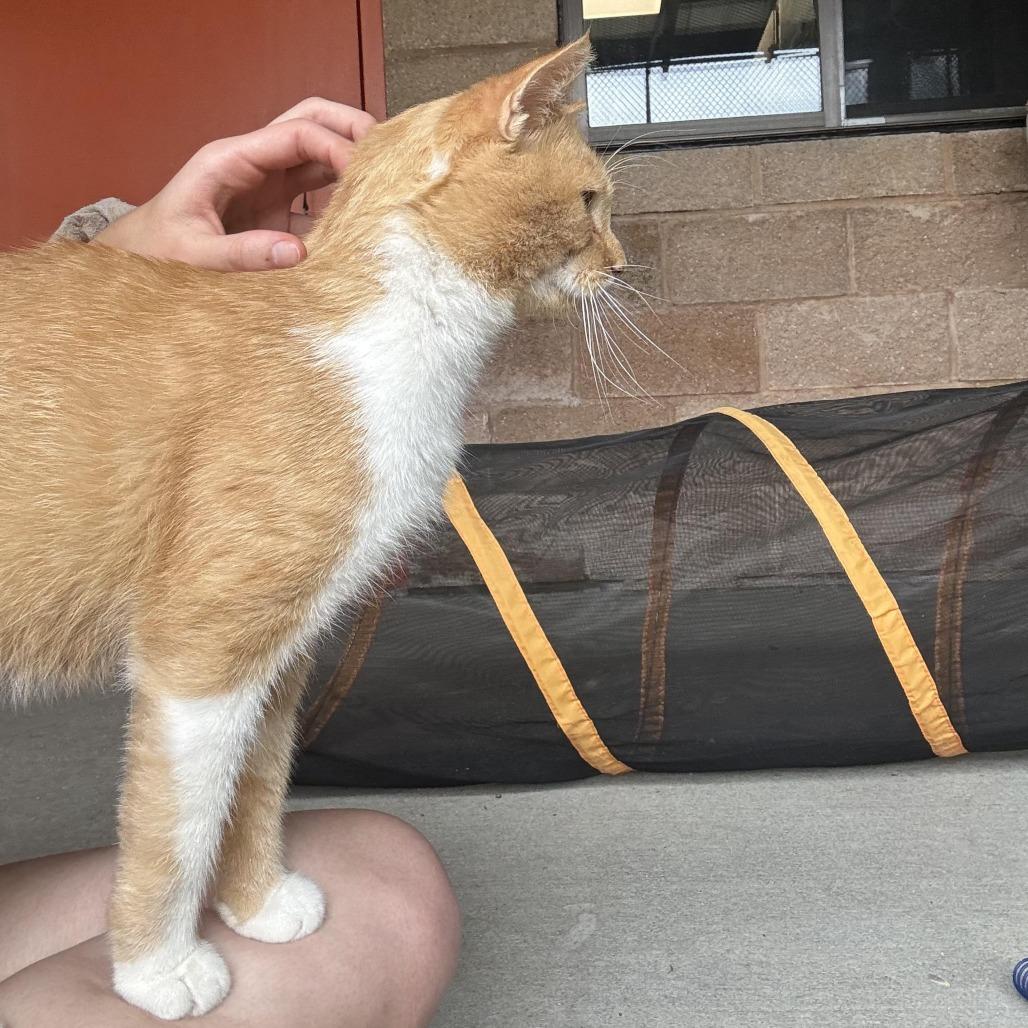 Enlarge Jasper, a Adoptable Domestic Short Hair in Waynesburg, PA image 6/6