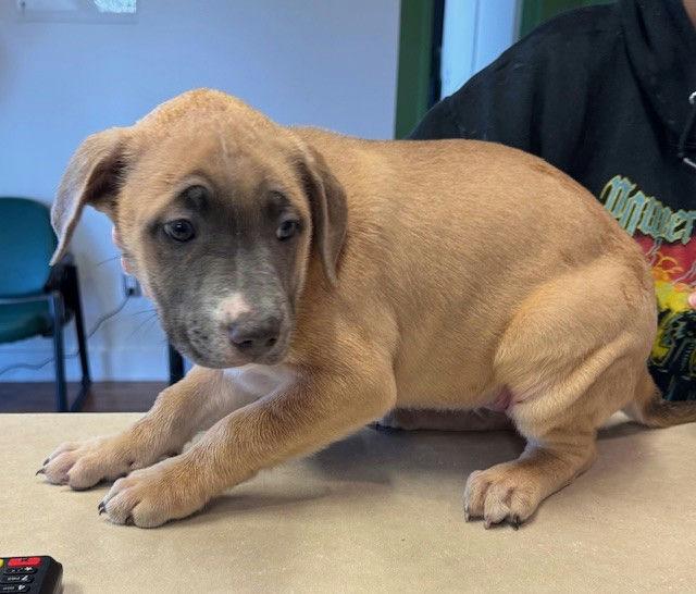 Penny, adopted, Puppy Female Mastiff & Pit Bull Terrier.