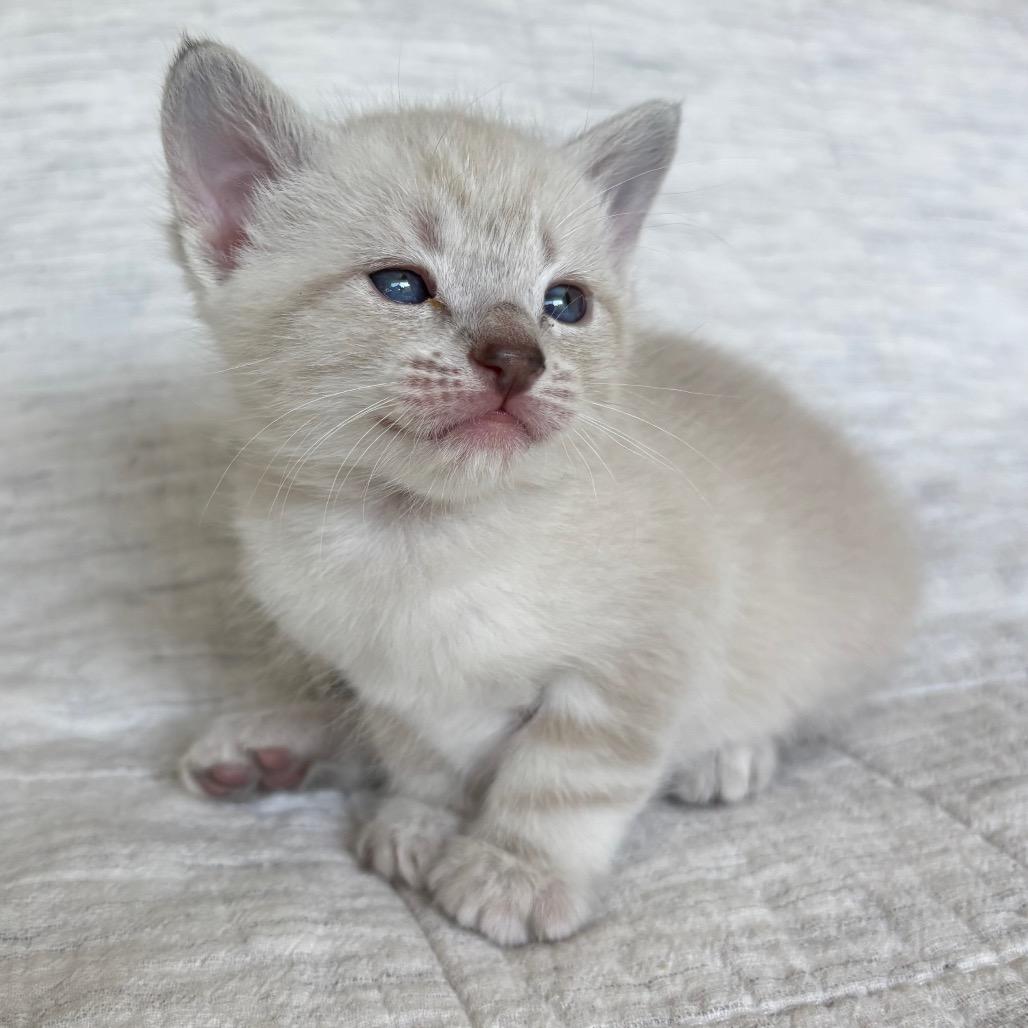 Toulouse, Adoptable, Kitten Female Siamese & Snowshoe.