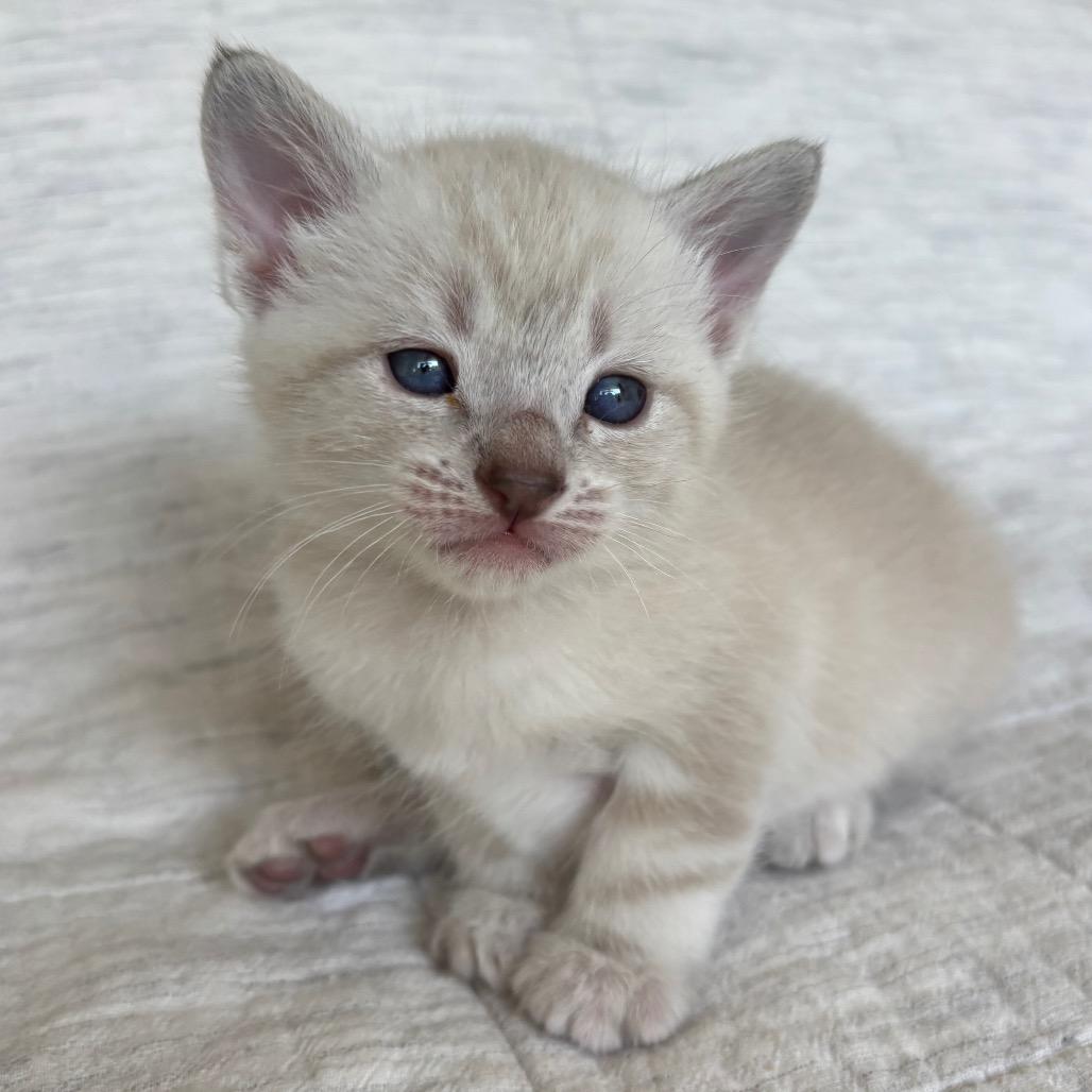 Toulouse, a Adoptable mixed breed in Agoura Hills, CA image 4/6