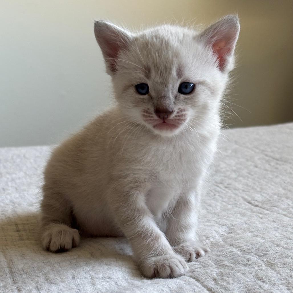 Toulouse, a Adoptable mixed breed in Agoura Hills, CA image 5/6