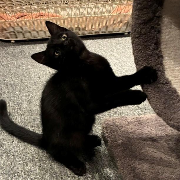Enlarge Kit & Pip - Kittens, an adopted Domestic Short Hair in Braintree, MA image 5/6