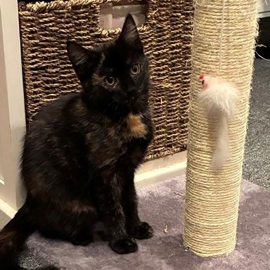 Enlarge Kit & Pip - Kittens, an adopted Domestic Short Hair in Braintree, MA image 2/6