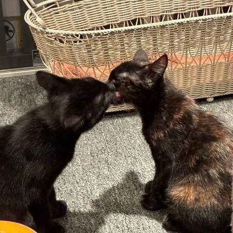 Enlarge Kit & Pip - Kittens, an adopted Domestic Short Hair in Braintree, MA image 3/6
