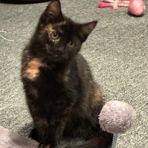 Enlarge Kit & Pip - Kittens, an adopted Domestic Short Hair in Braintree, MA image 4/6