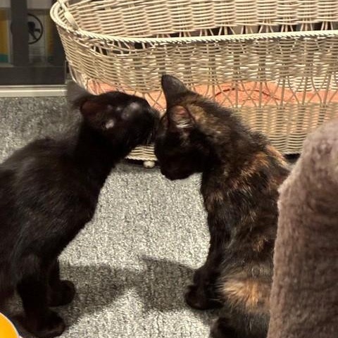 Enlarge Kit & Pip - Kittens, an adopted Domestic Short Hair in Braintree, MA image 6/6