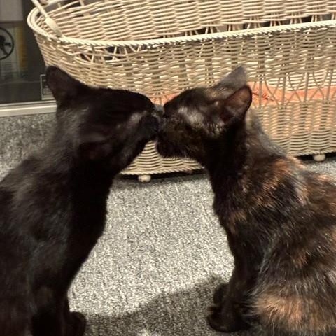 Kit & Pip - Kittens, adopted, Kitten Male Domestic Short Hair.