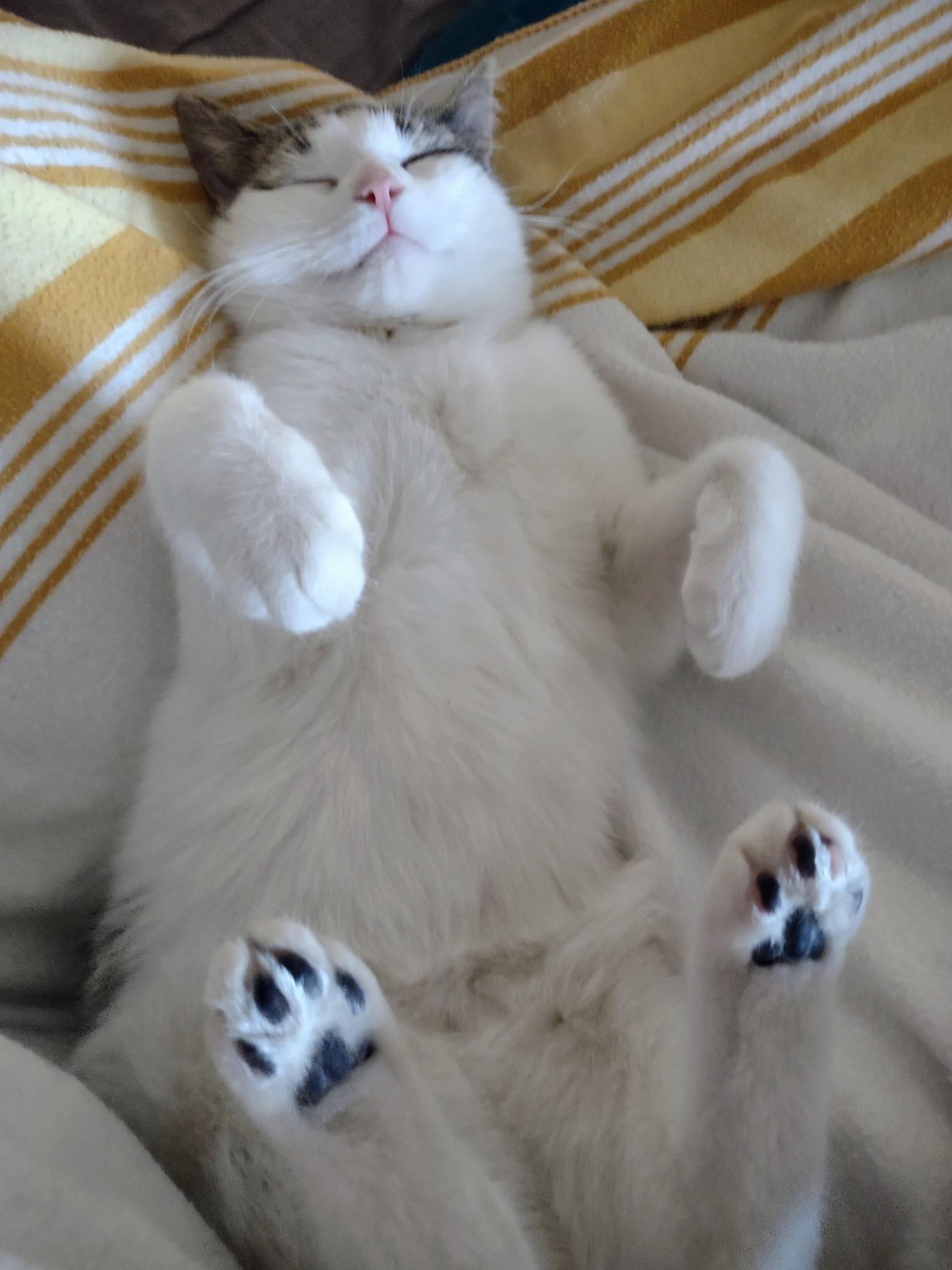 Enlarge Holly, an adopted Domestic Short Hair in Beltsville, MD image 1/6