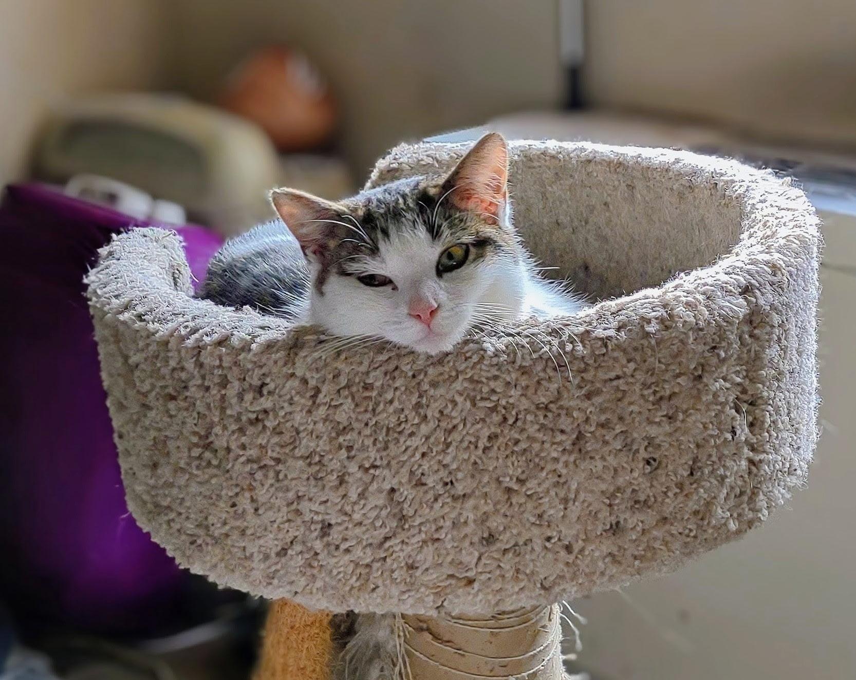 Enlarge Holly, an adopted Domestic Short Hair in Beltsville, MD image 5/6