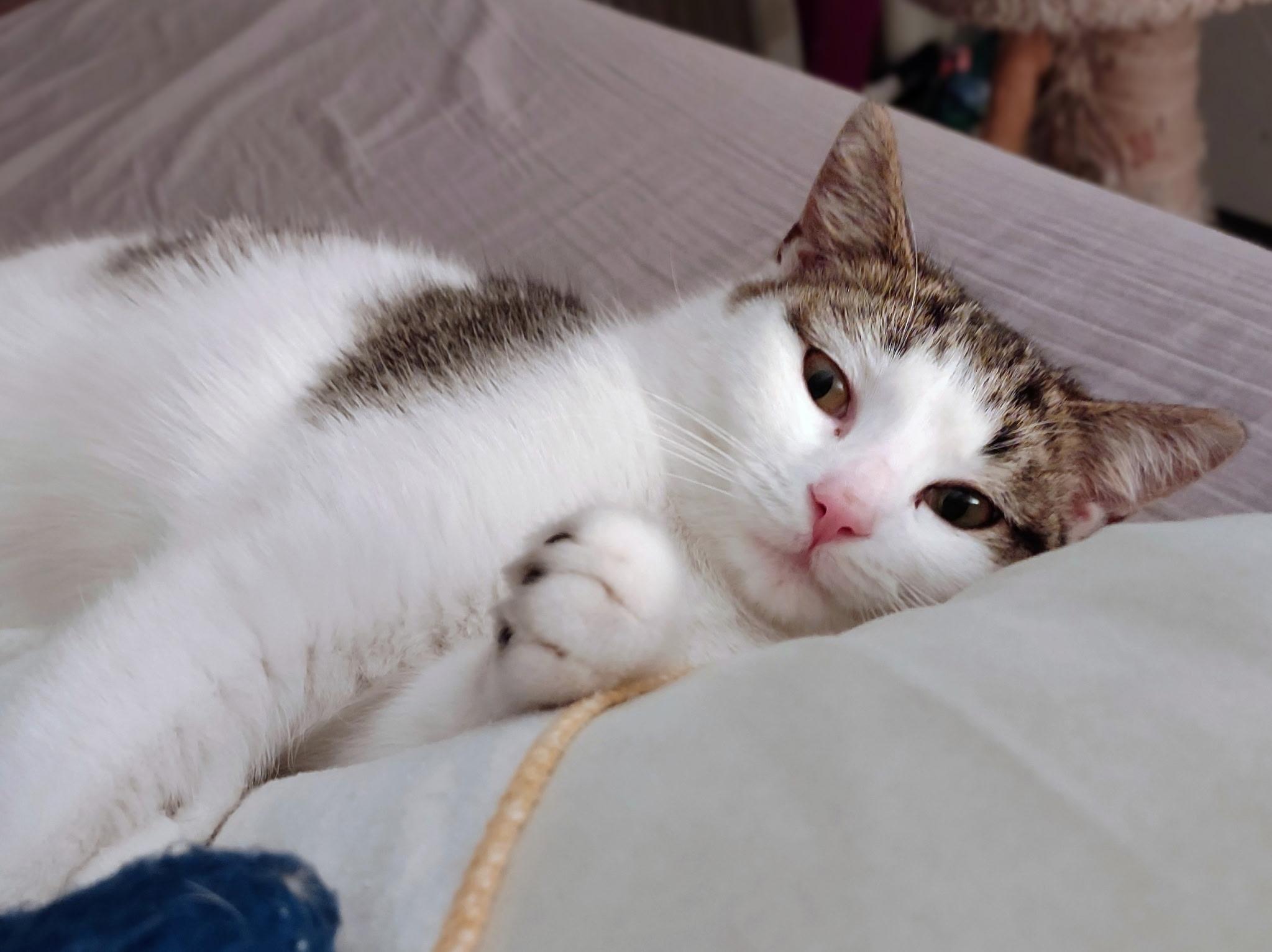 Enlarge Holly, an adopted Domestic Short Hair in Beltsville, MD image 6/6