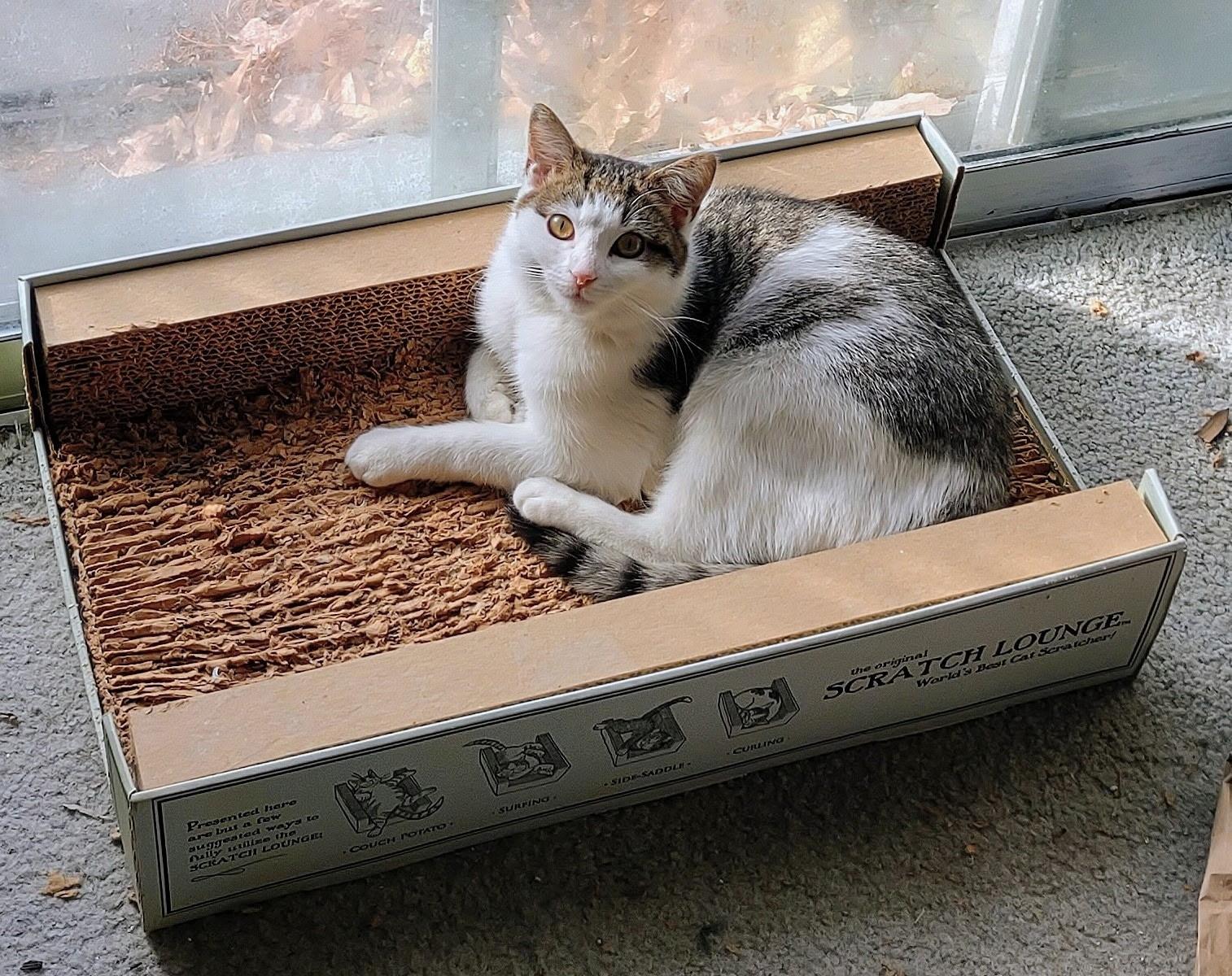 Enlarge Holly, an adopted Domestic Short Hair in Beltsville, MD image 3/6