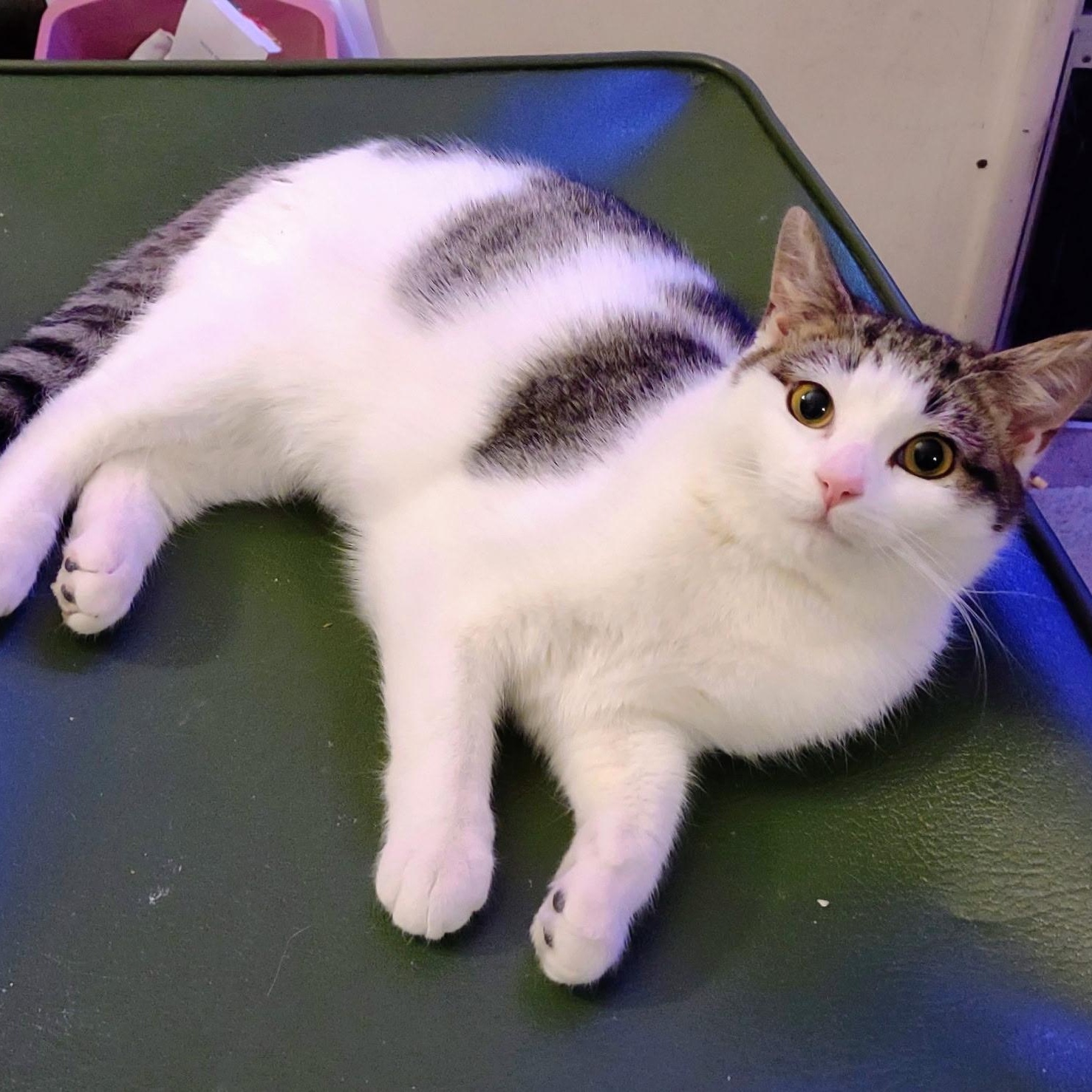 Enlarge Holly, an adopted Domestic Short Hair in Beltsville, MD image 2/6