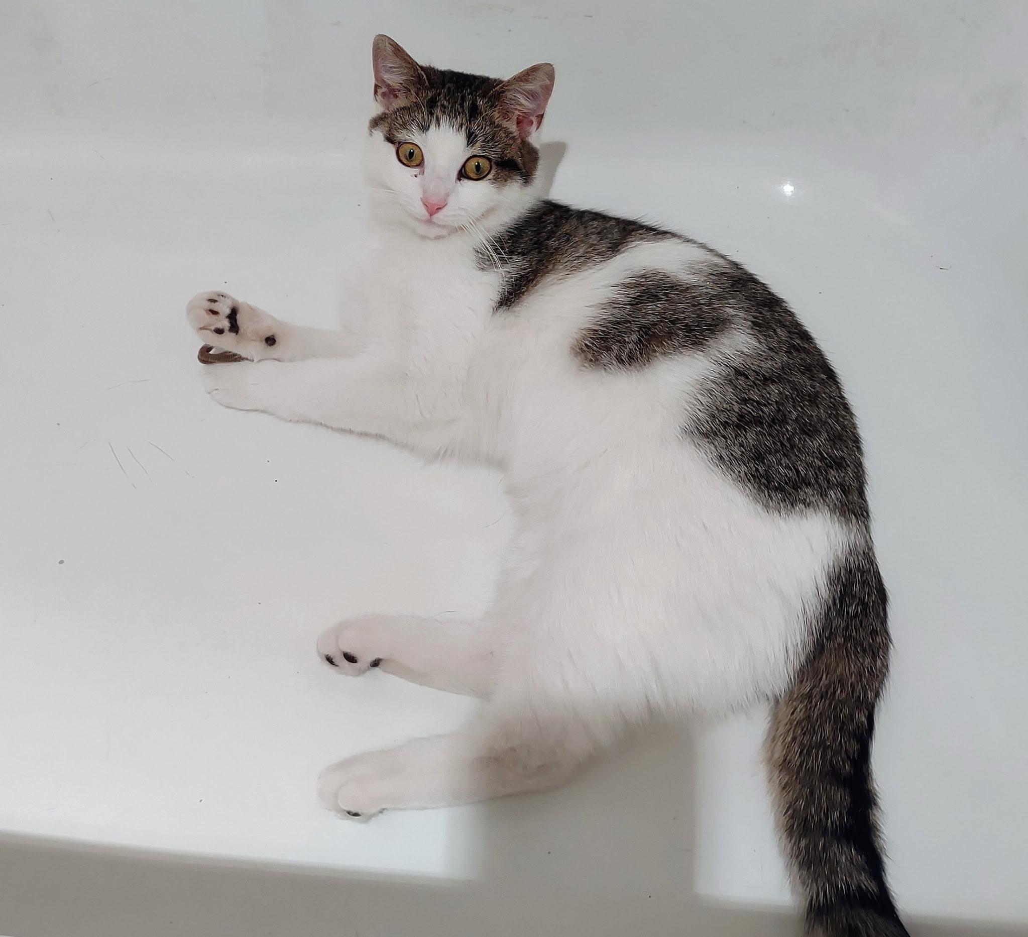 Enlarge Holly, an adopted Domestic Short Hair in Beltsville, MD image 4/6