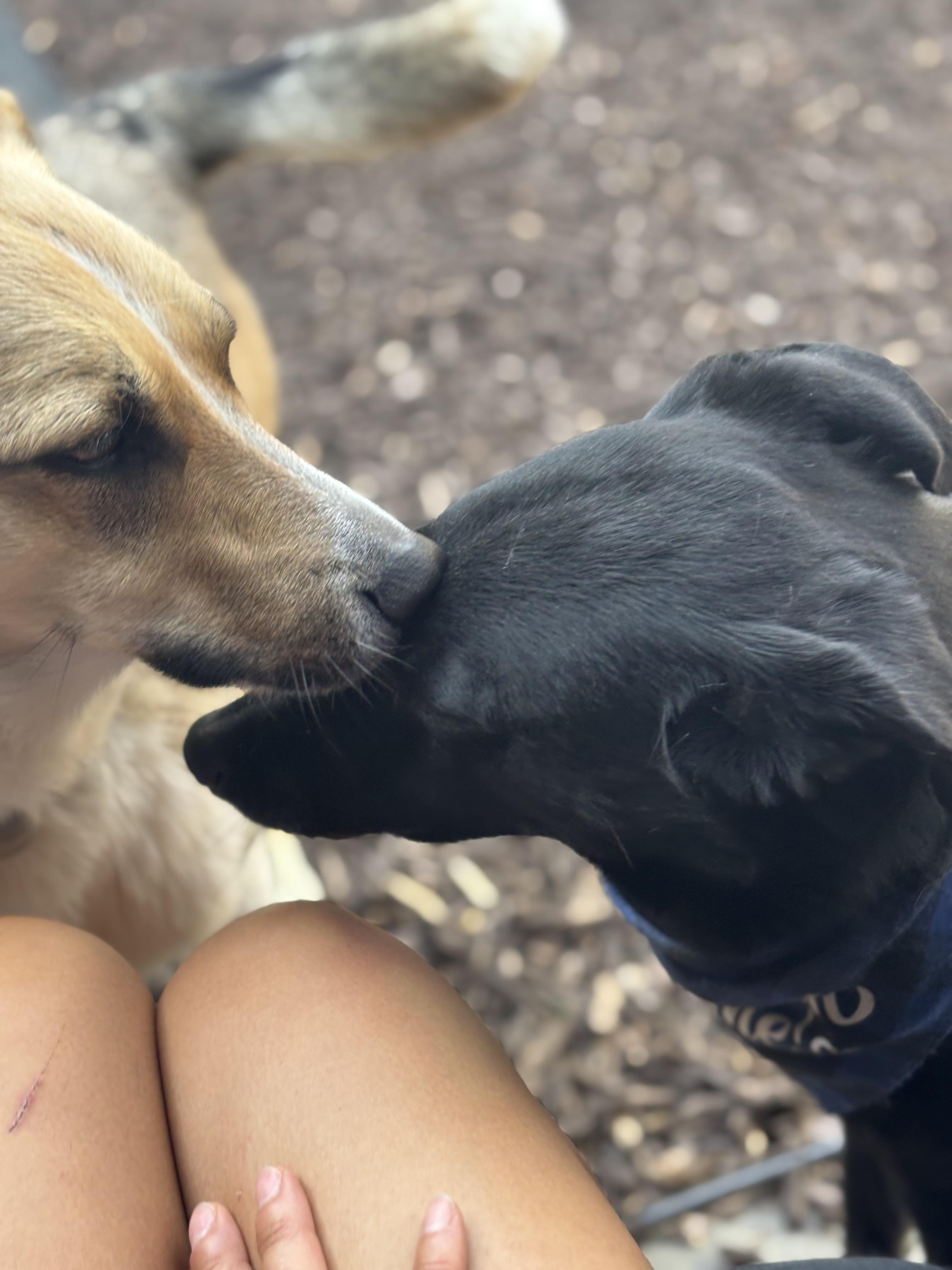 Enlarge Benny, a ADOPTABLE Mixed Breed in North York, ON image 2/6