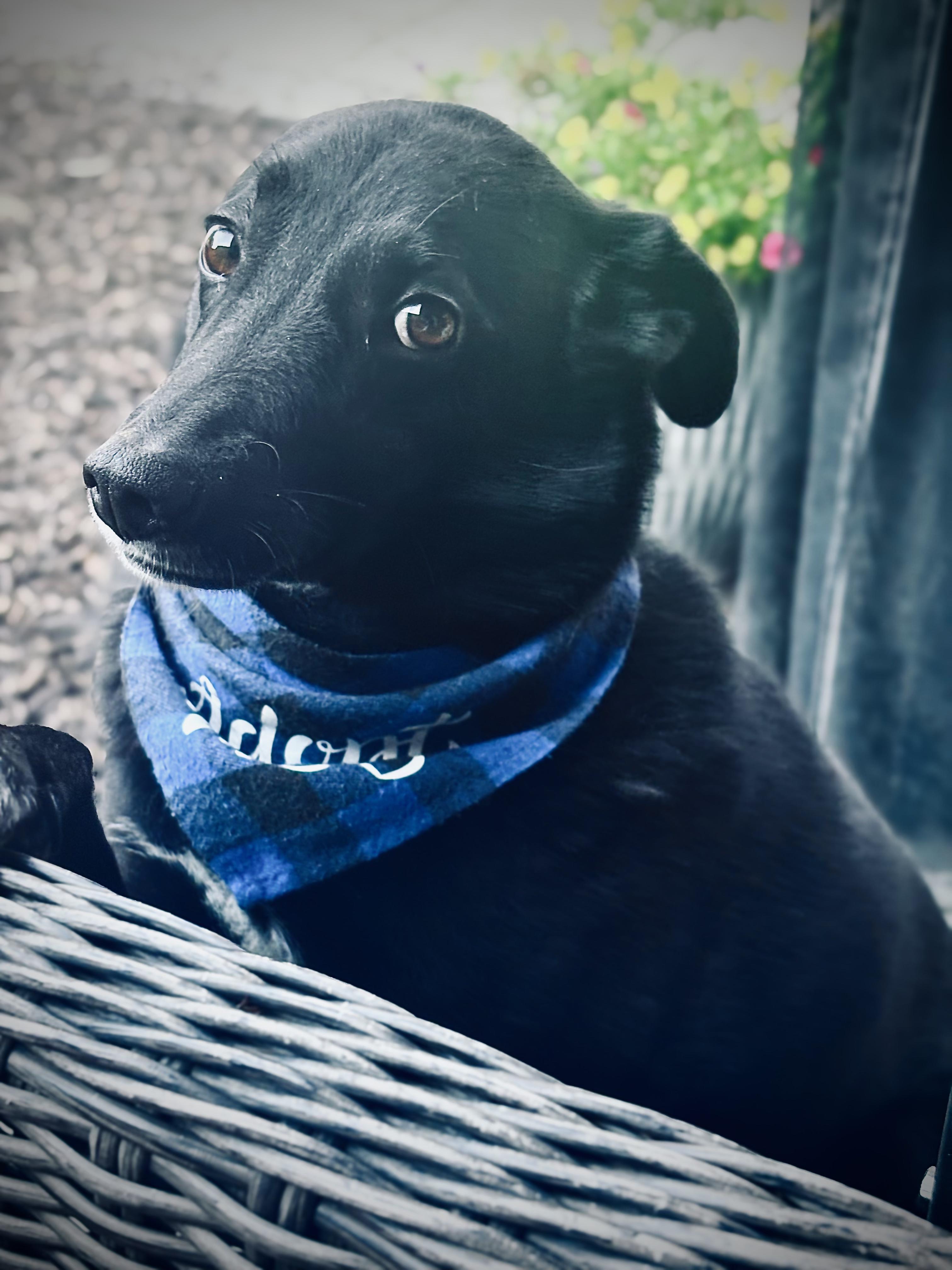 Enlarge Benny, a ADOPTABLE Mixed Breed in North York, ON image 4/6