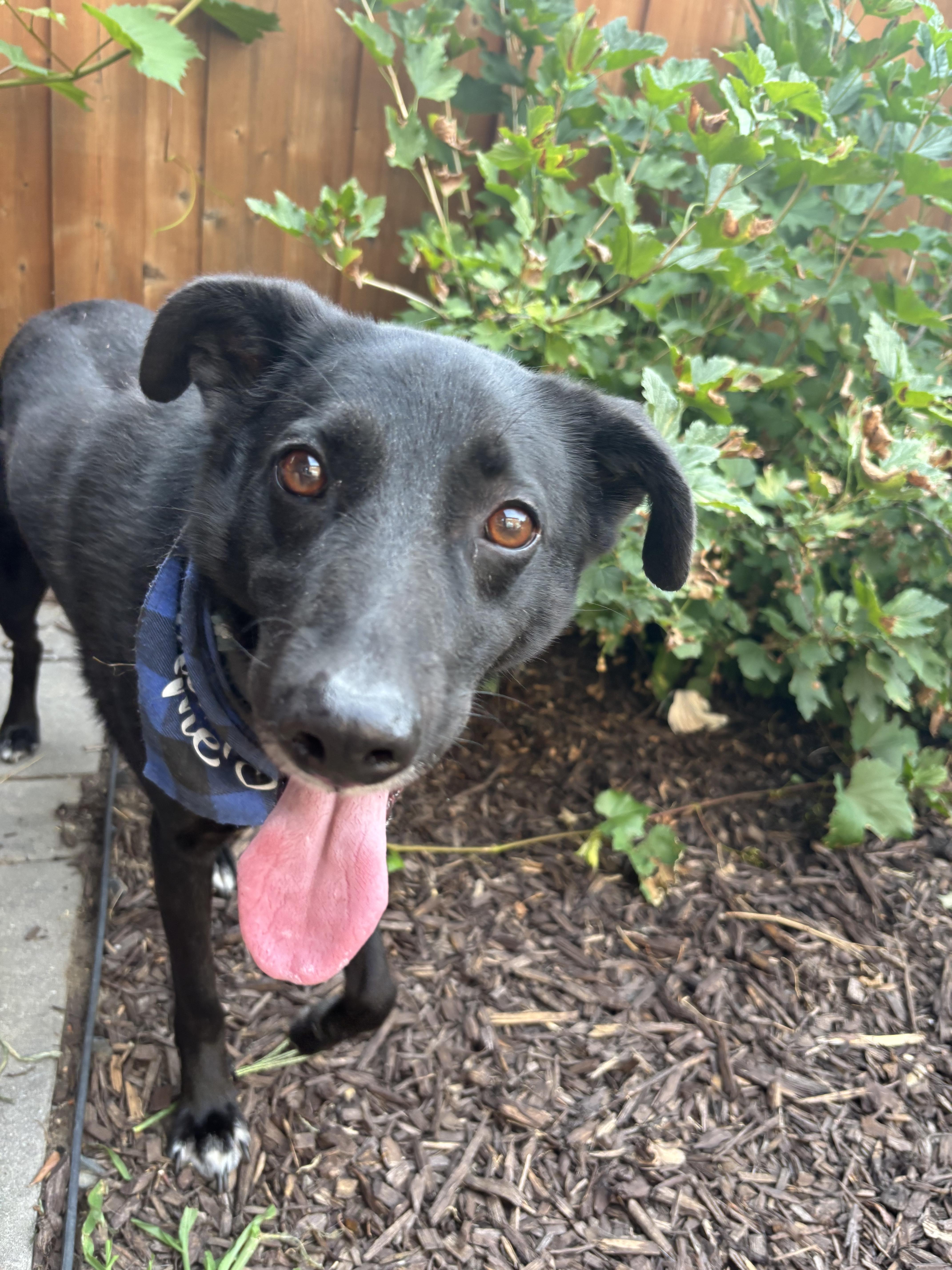 Enlarge Benny, a ADOPTABLE Mixed Breed in North York, ON image 6/6