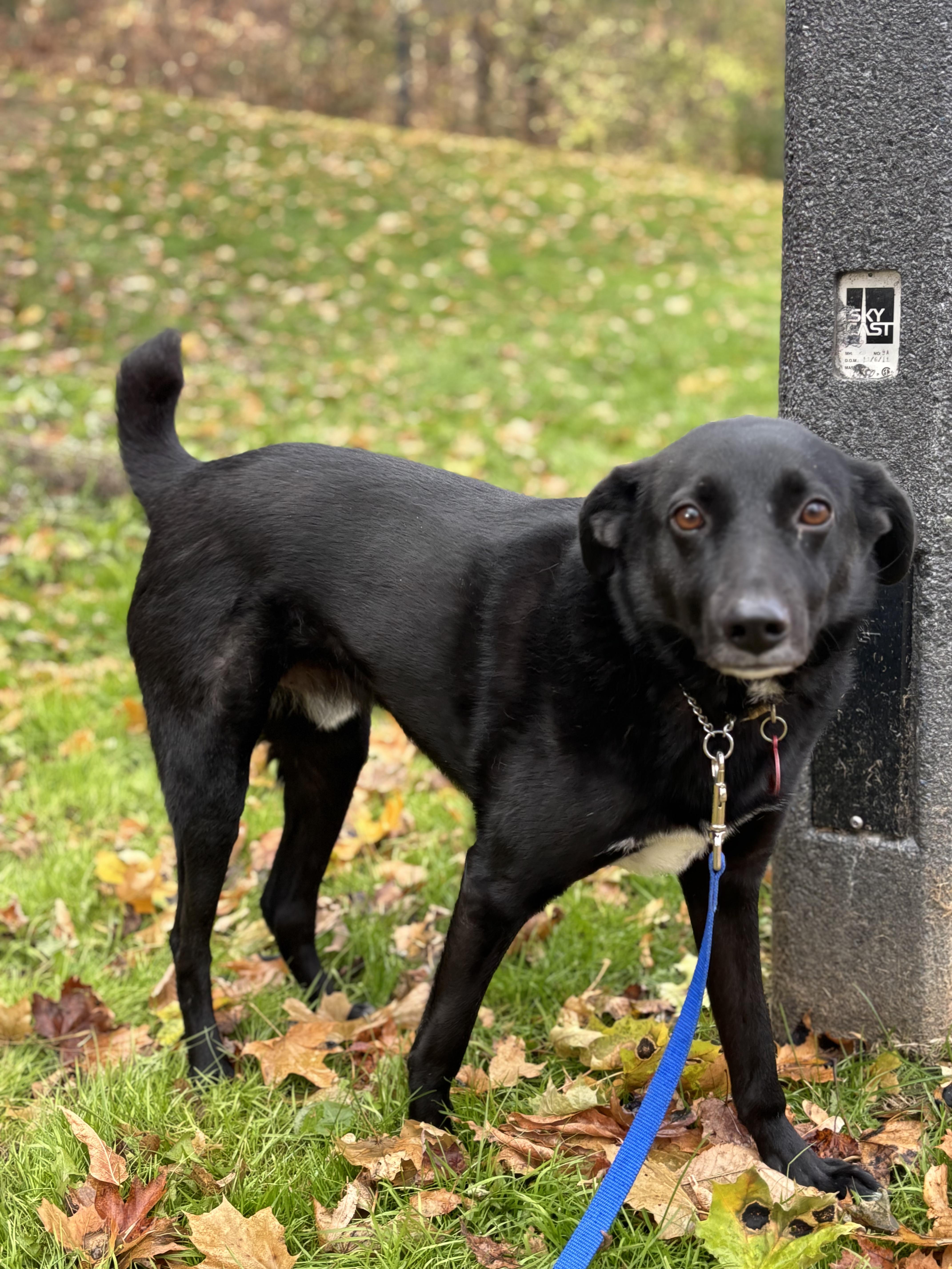 Enlarge Benny, a ADOPTABLE Mixed Breed in North York, ON image 5/6