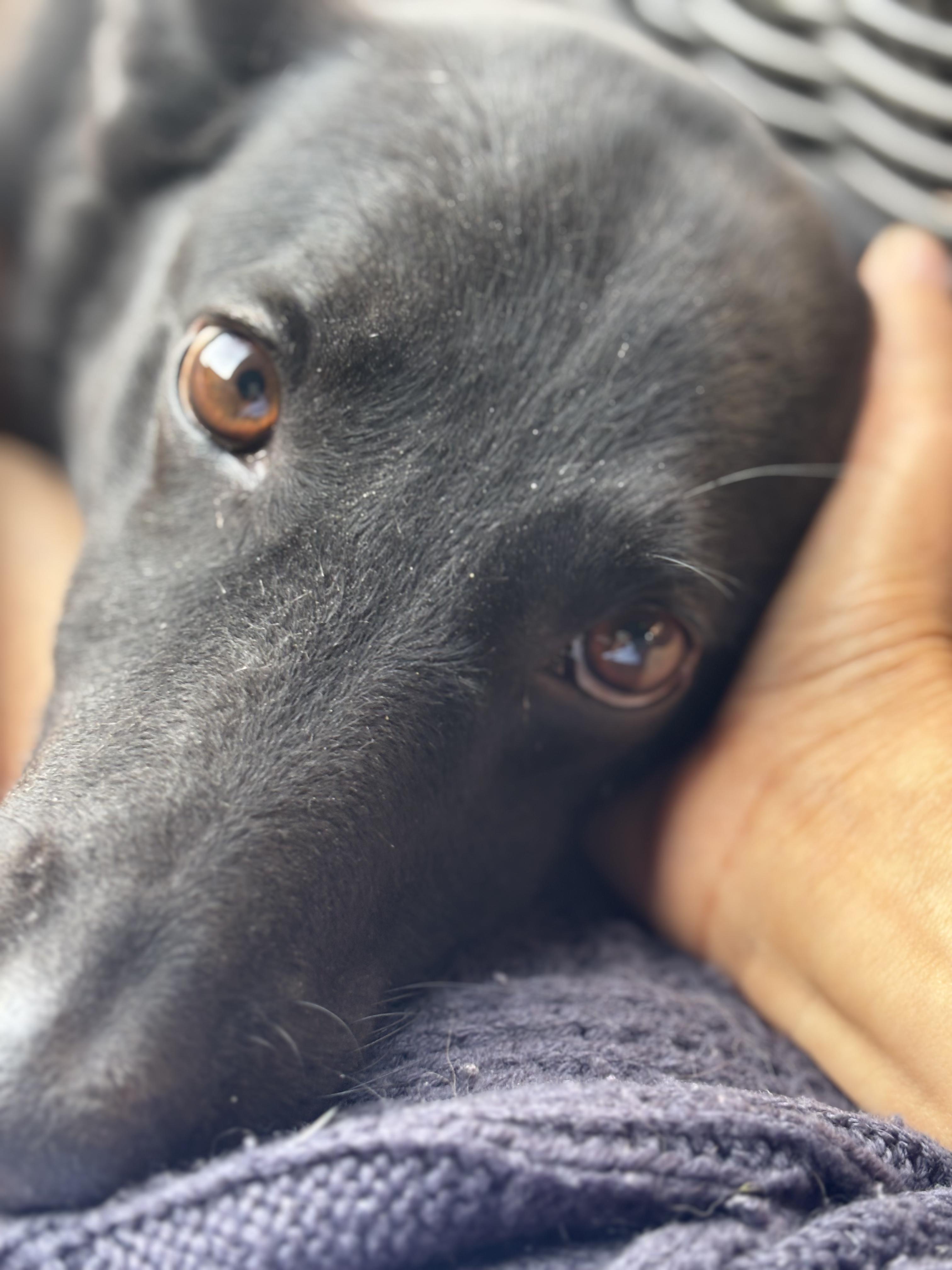 Benny, ADOPTABLE, Adult Male Mixed Breed.