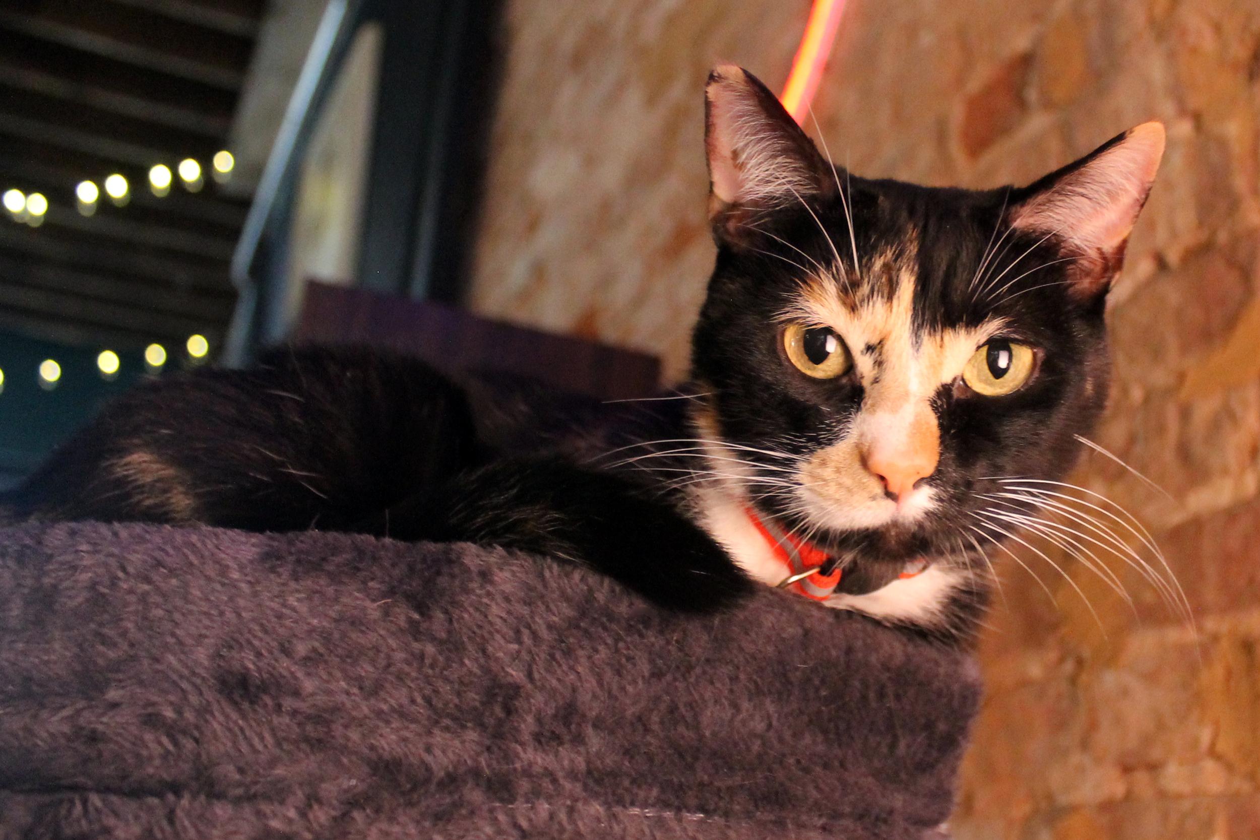 Enlarge Kim, a Adoptable Domestic Short Hair in Guthrie, OK image 5/6