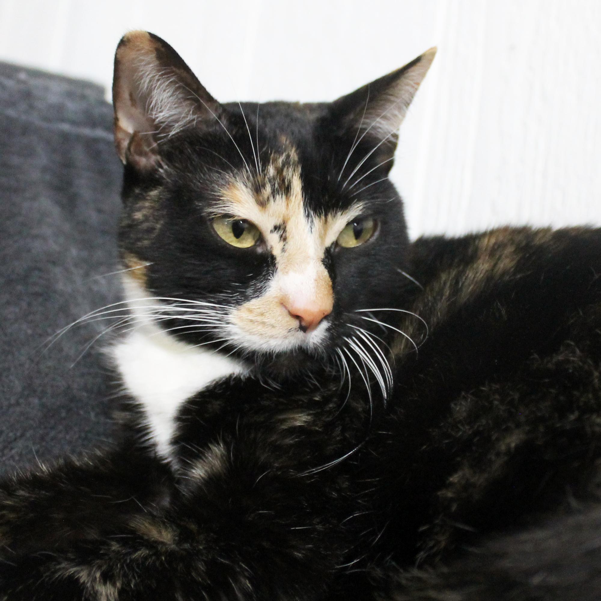 Enlarge Kim, a Adoptable Domestic Short Hair in Guthrie, OK image 3/6