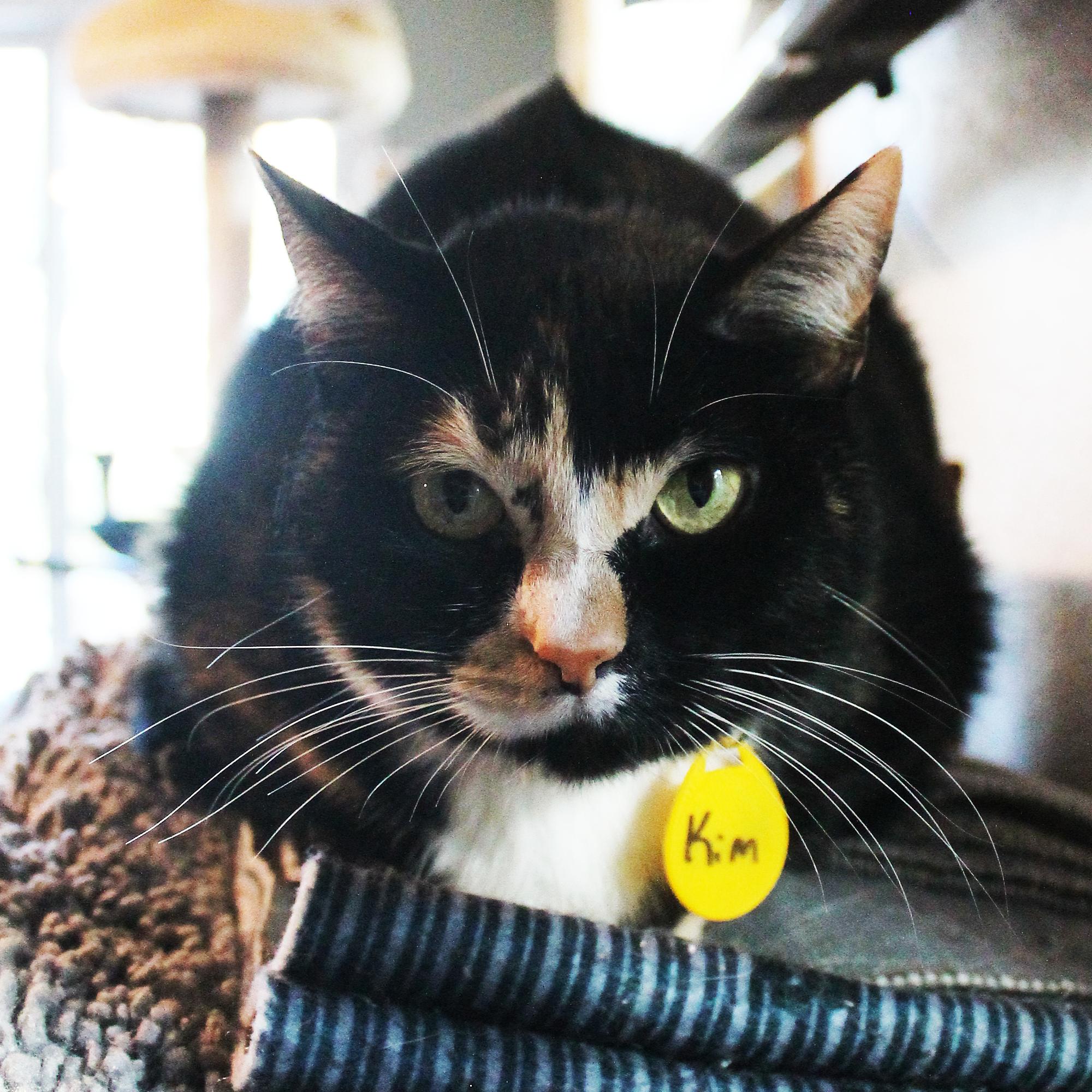 Enlarge Kim, a Adoptable Domestic Short Hair in Guthrie, OK image 2/6