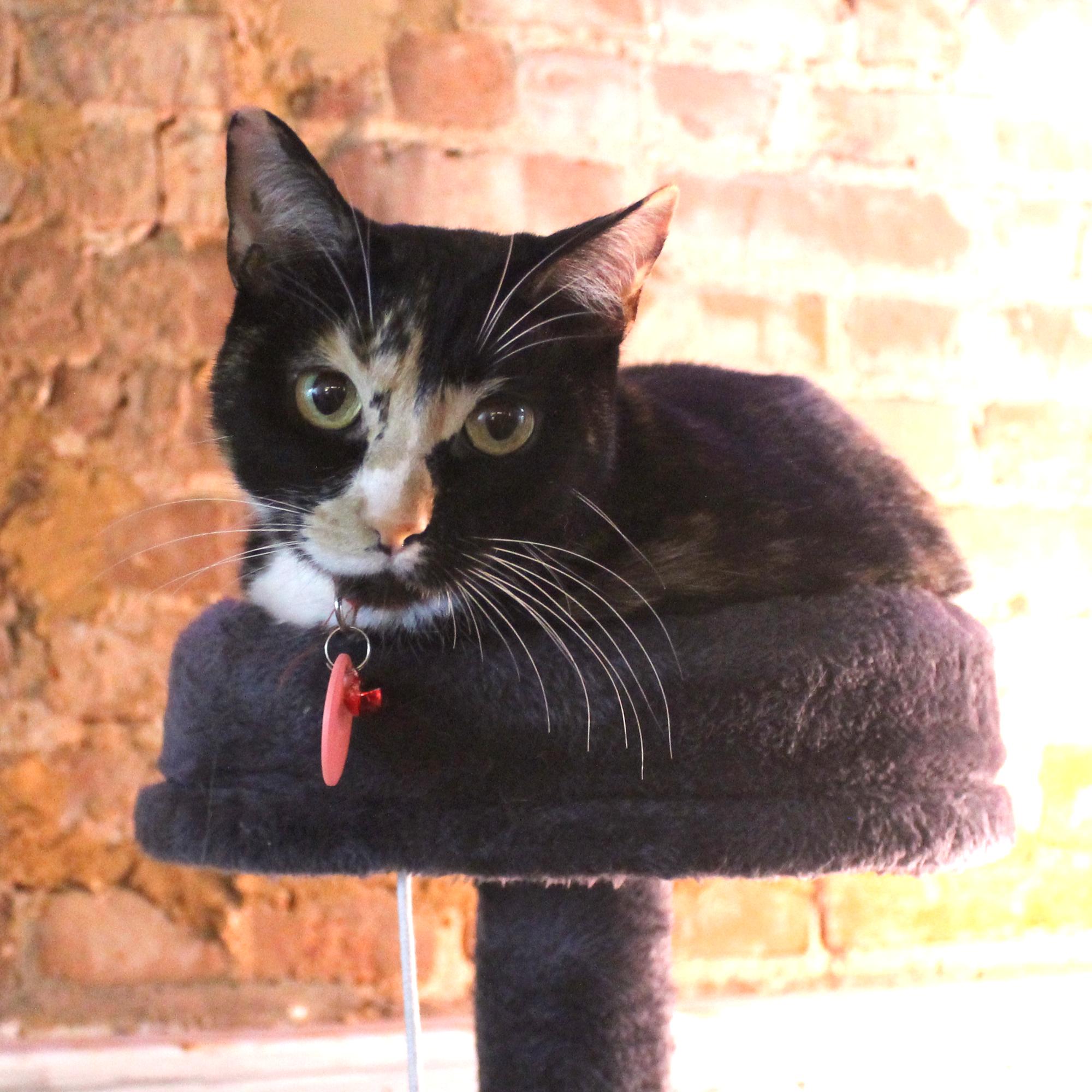 Enlarge Kim, a Adoptable Domestic Short Hair in Guthrie, OK image 1/6