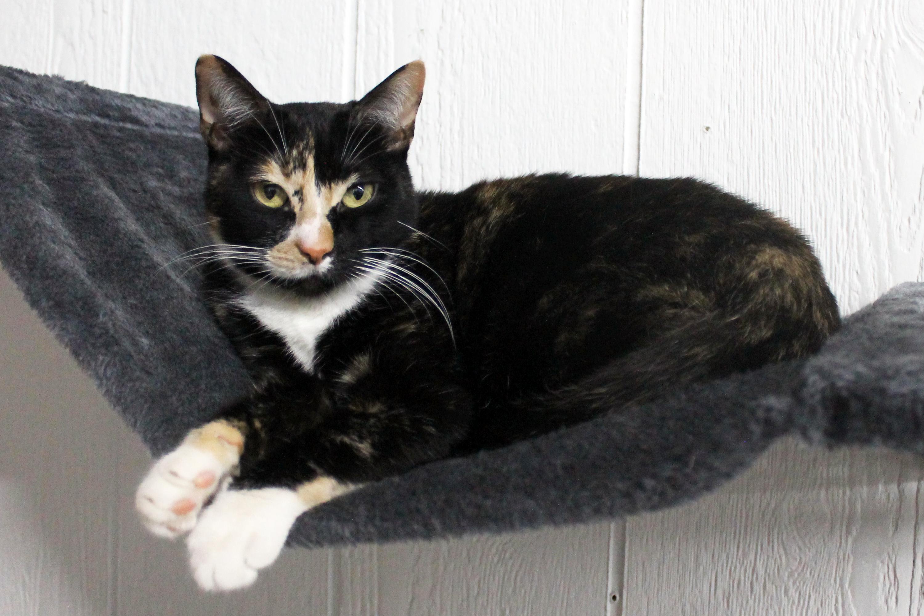 Enlarge Kim, a Adoptable Domestic Short Hair in Guthrie, OK image 4/6