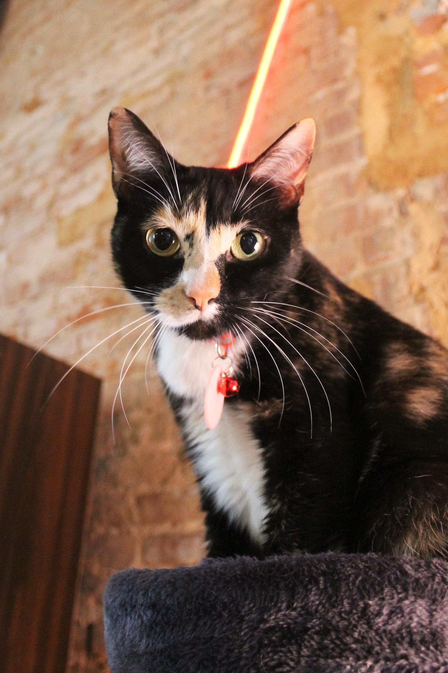 Enlarge Kim, a Adoptable Domestic Short Hair in Guthrie, OK image 6/6