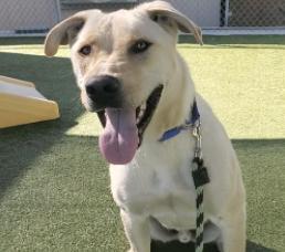 Enlarge Blizzard, a Adopted mixed breed in Wenatchee, WA image 1/1