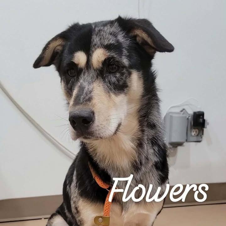 Flowers, Adoptable, Adult Female Catahoula Leopard Dog & German Shepherd Dog.